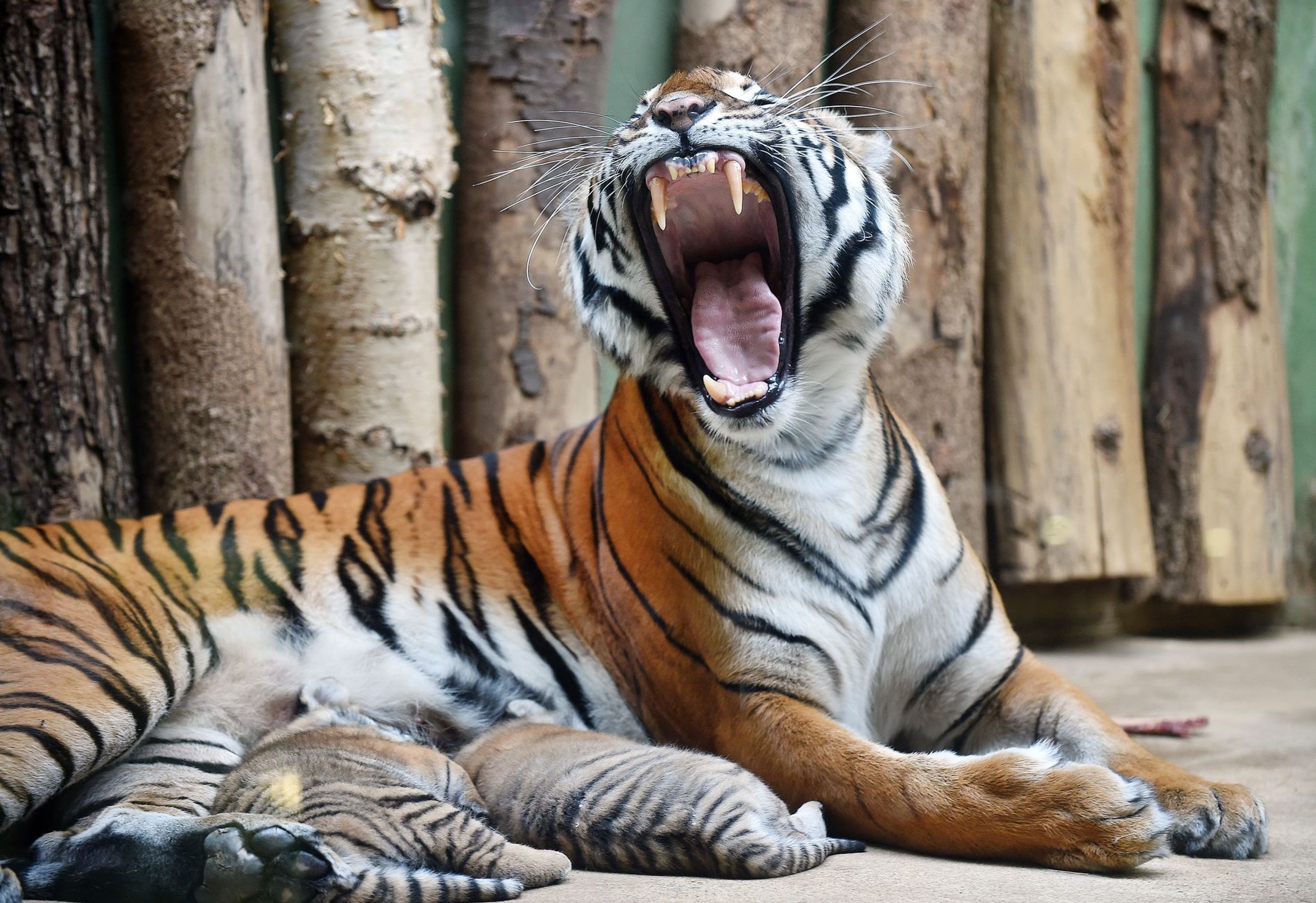 Mláďata tygra malajského v Zoo Praha - 5 - GALERIE: Mláďata tygra malajského v Zoo Praha (8/23)