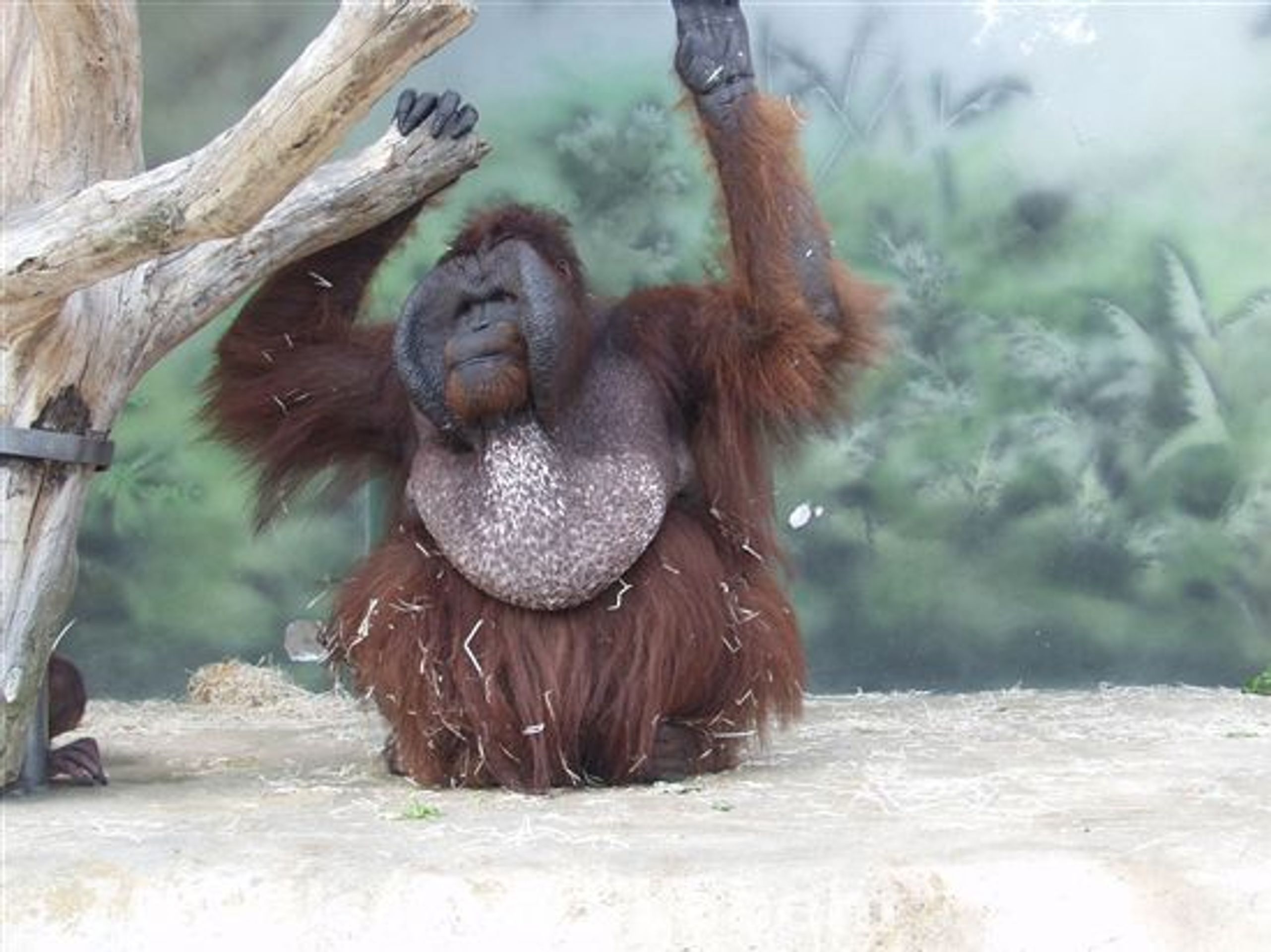 Orangutan Ňuňák - GALERIE: Orangutan Ňuňák (2/4)