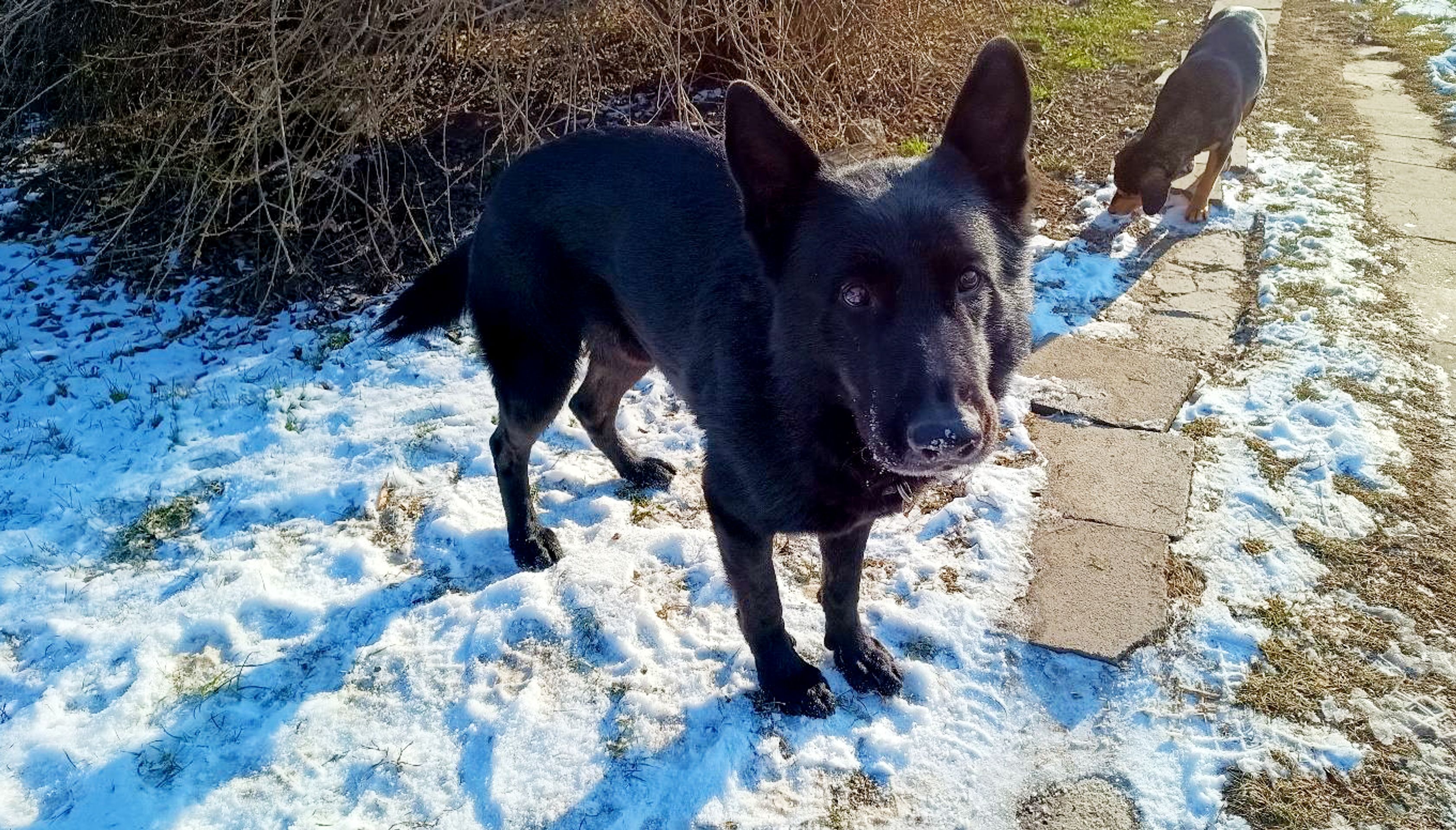 Policie nabízí lidem německého ovčáka Jorgana (4) - Policie nabízí lidem německého ovčáka Jorgana (5/5)