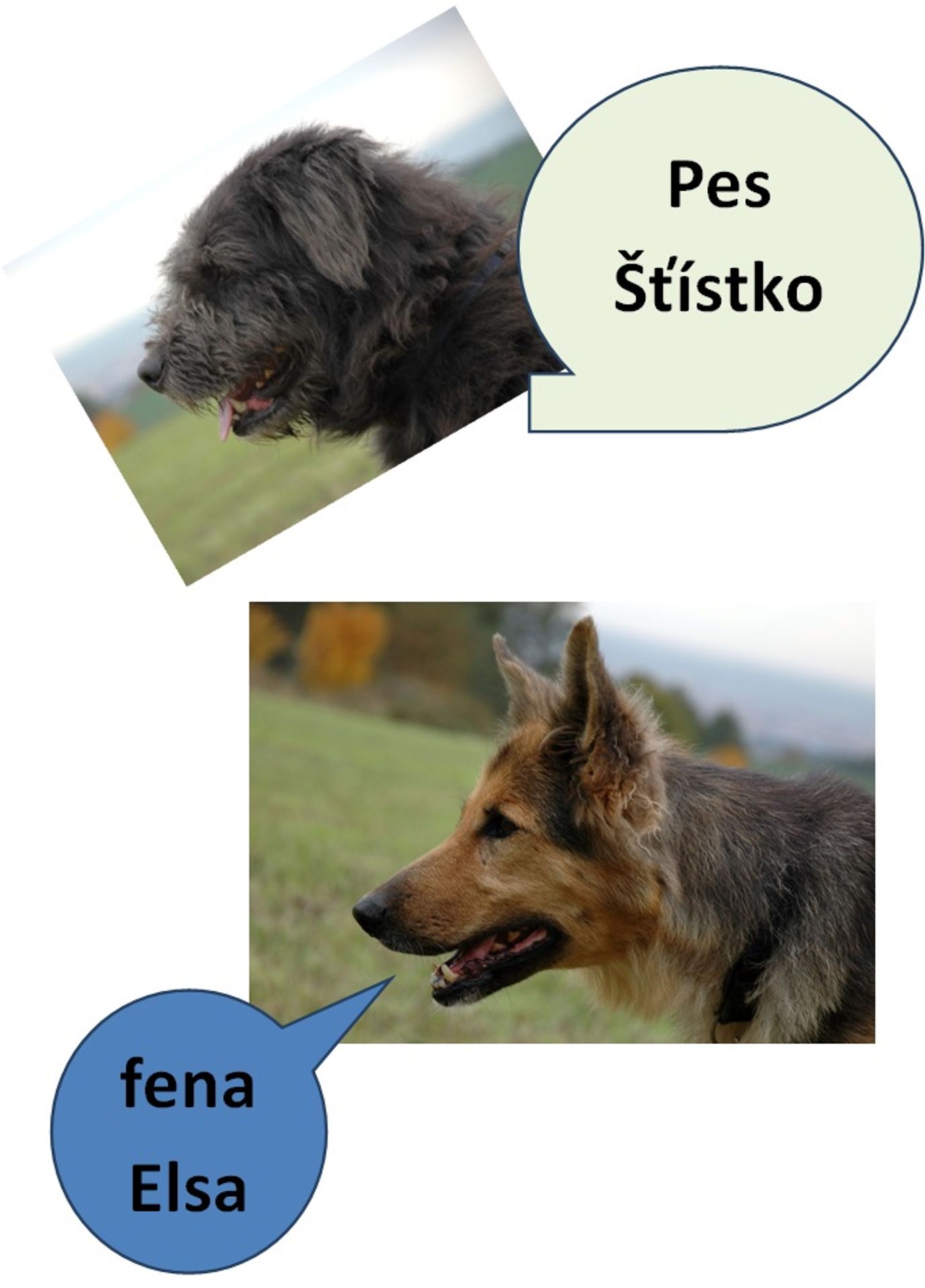 Nabídka zvířat - Fena Elsa, pes Štístko - GALERIE: Prodej majetku (26/32)