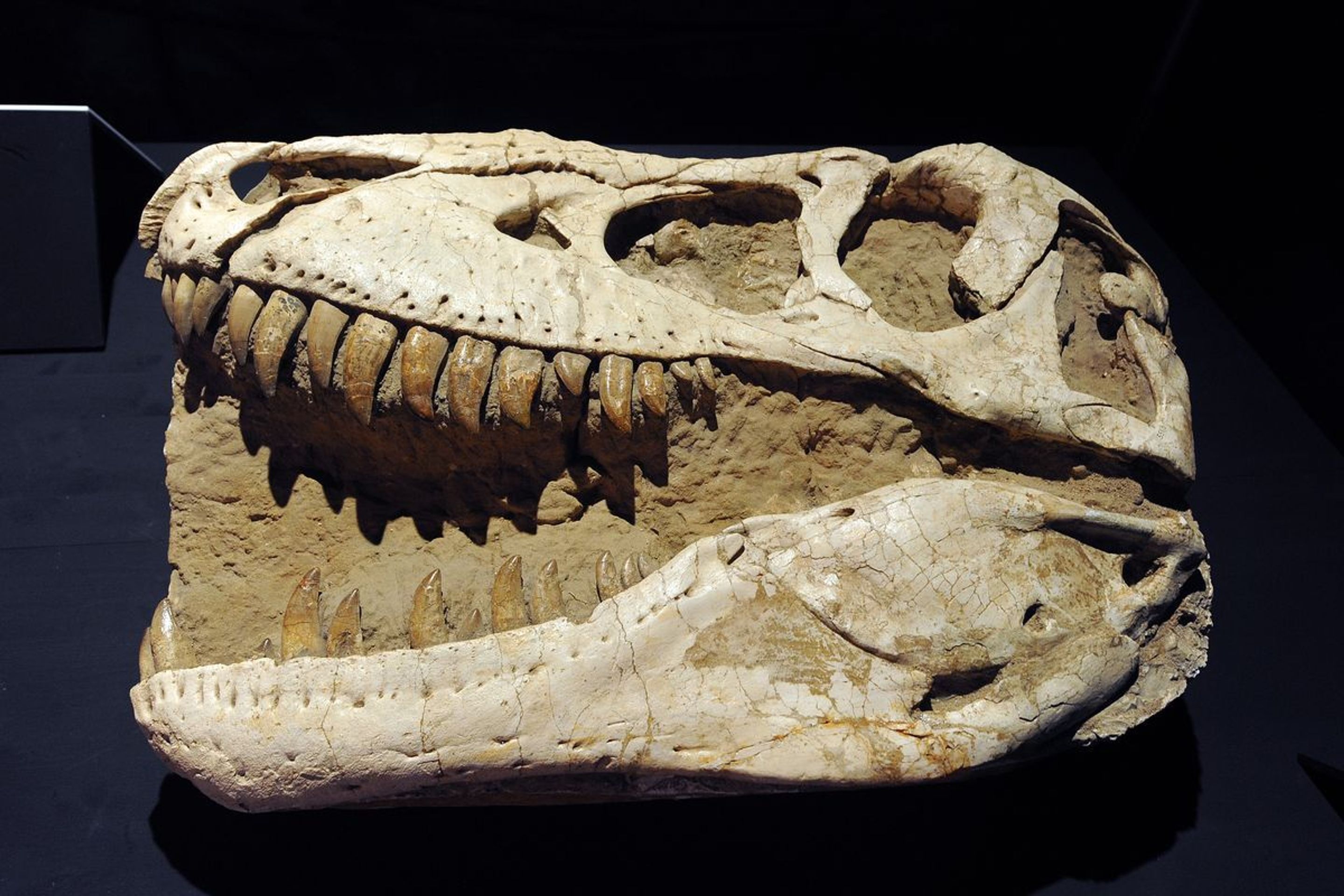 Výstava Dinosaurium - 3 - GALERIE: Výstava Dinosaurium (21/23)