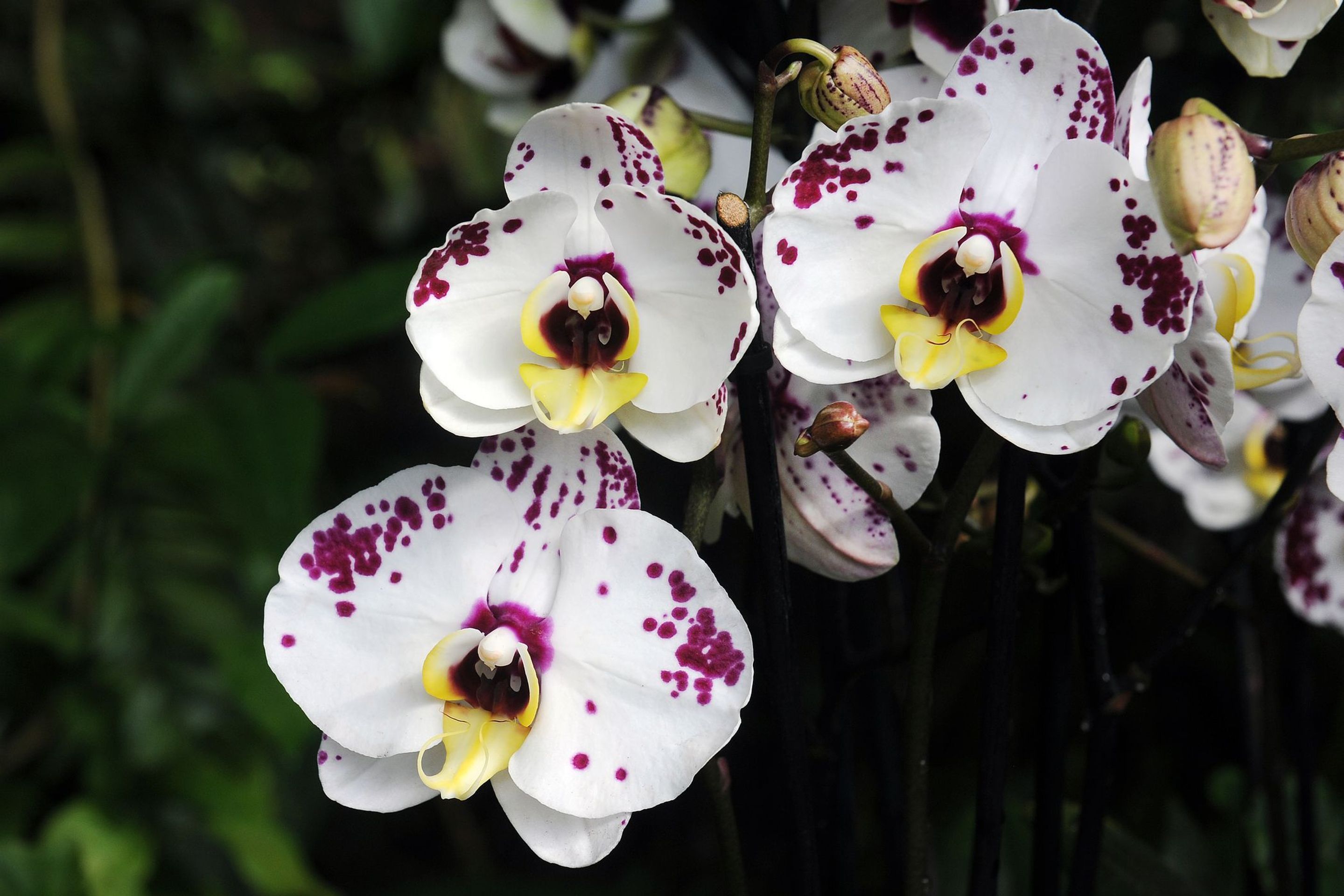 Výstava orchidejí - 8 - GALERIE: Orchideje v pražské botanické zahradě (8/29)