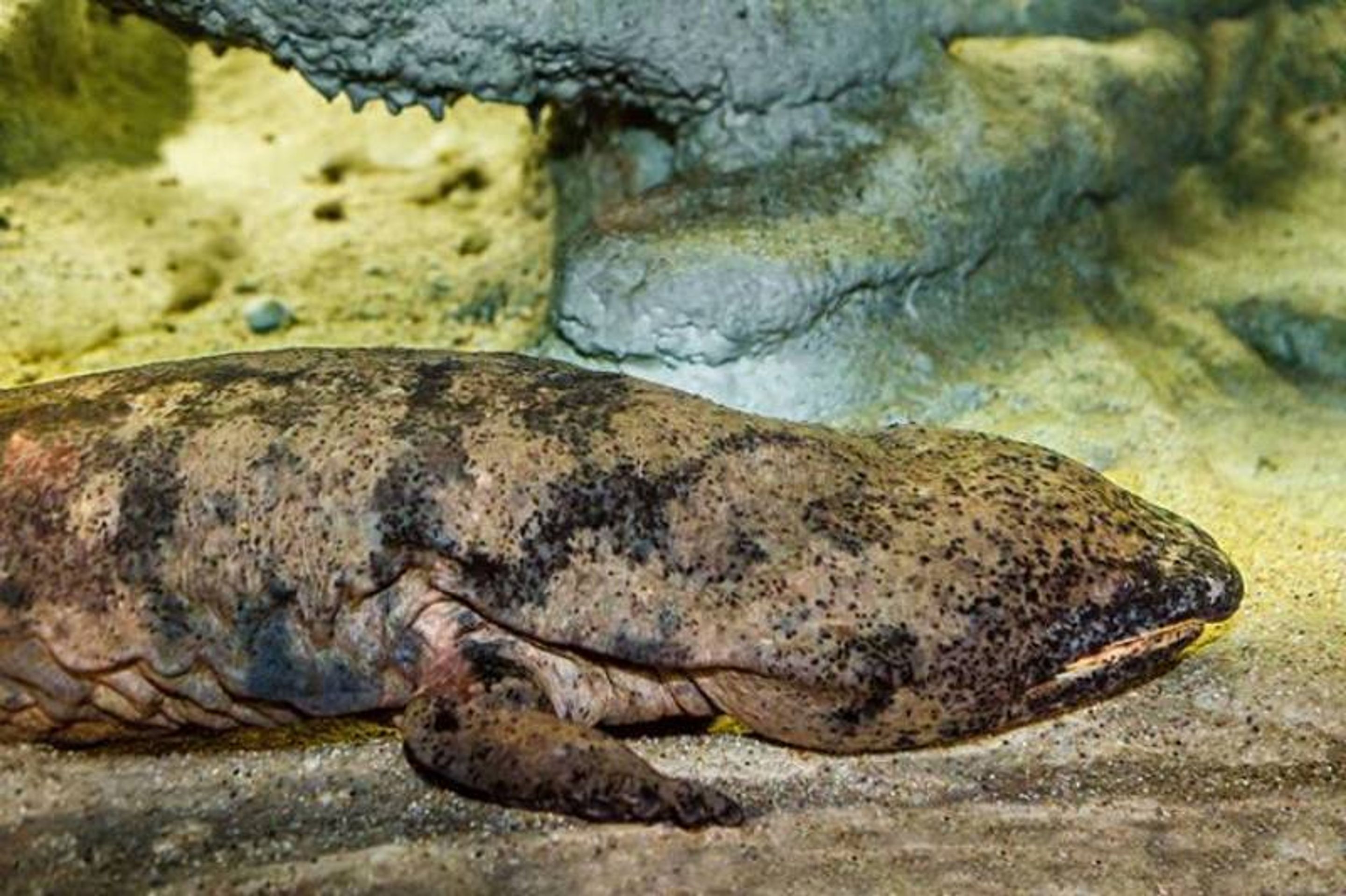 Velemloci v pražské ZOO - 4 - GALERIE: Velemloci v pražské ZOO (4/4)