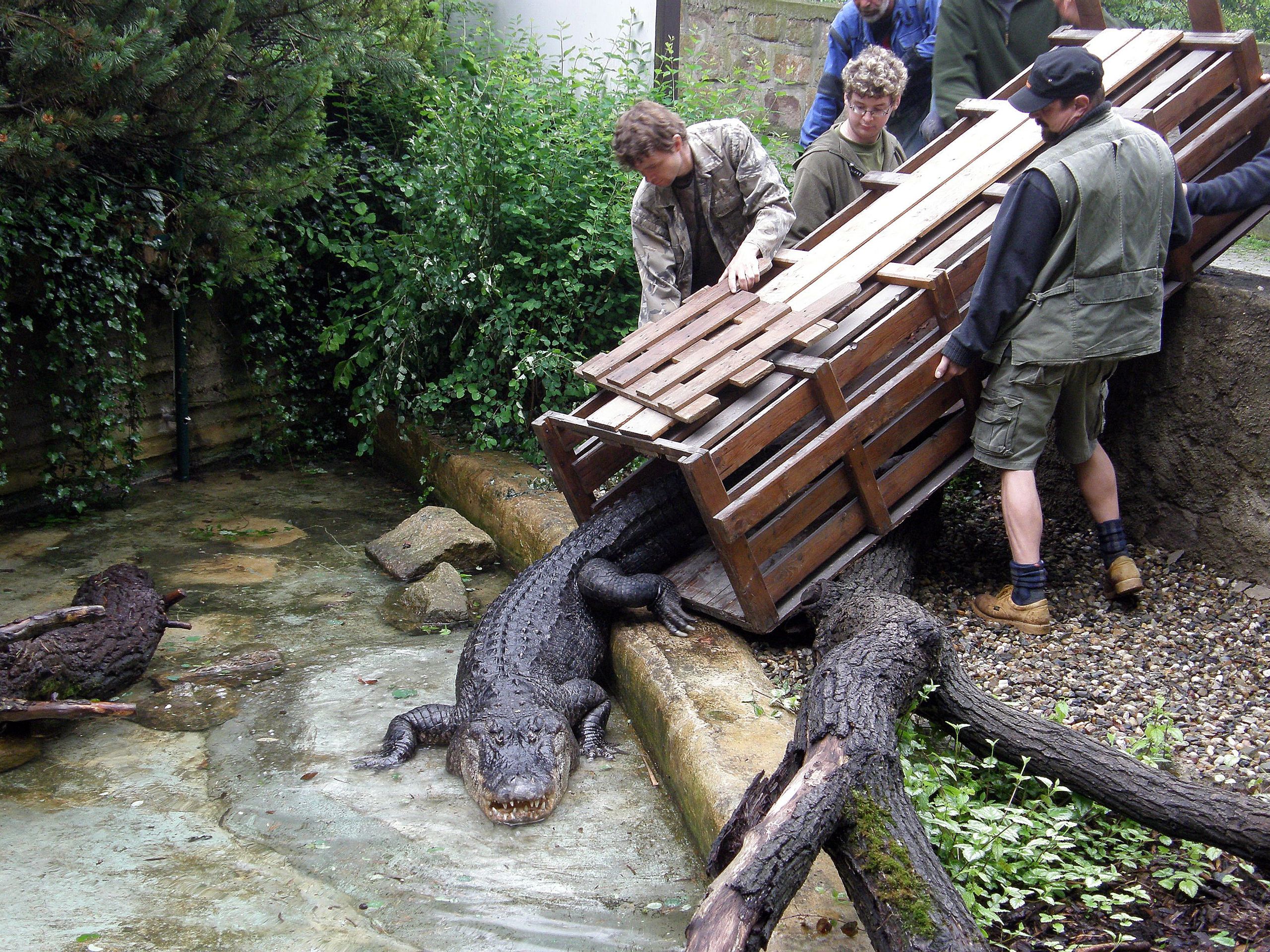 Stěhování zlínských aligátorů - 13 - GALERIE: Stěhování zlínských aligátorů (1/13)