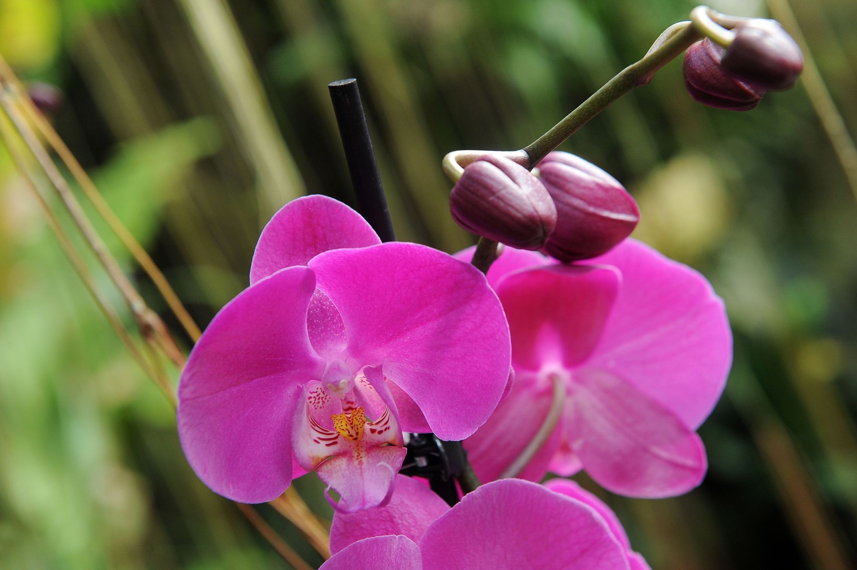 Výstava orchidejí - 21 - GALERIE: Orchideje v pražské botanické zahradě (19/29)