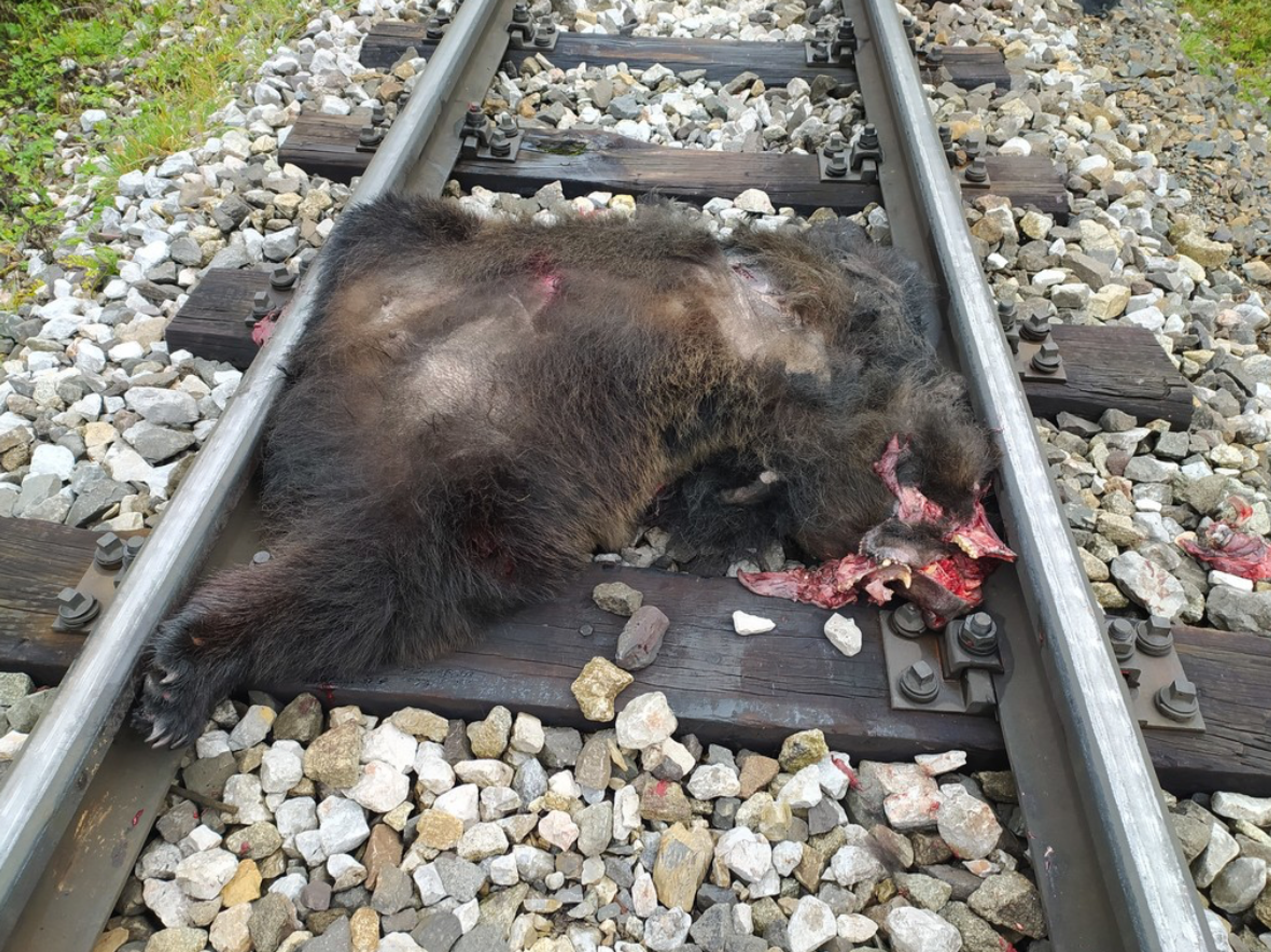 Medvědici na Slovensku přejela tramvaj - Medvědici v Tatrách zabila tramvaj (3/3)