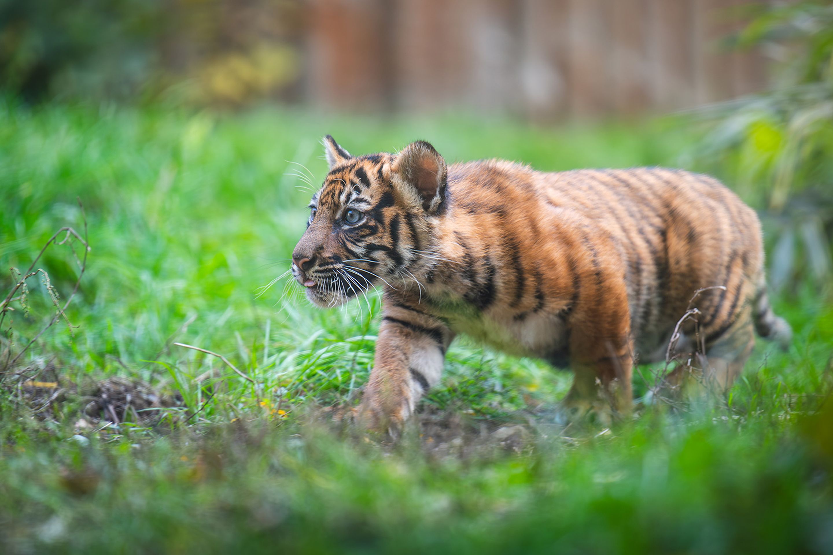 Tygři sumaterští ve vratislavské zoo (11) - Tygři sumaterští ve vratislavské zoo (2/16)