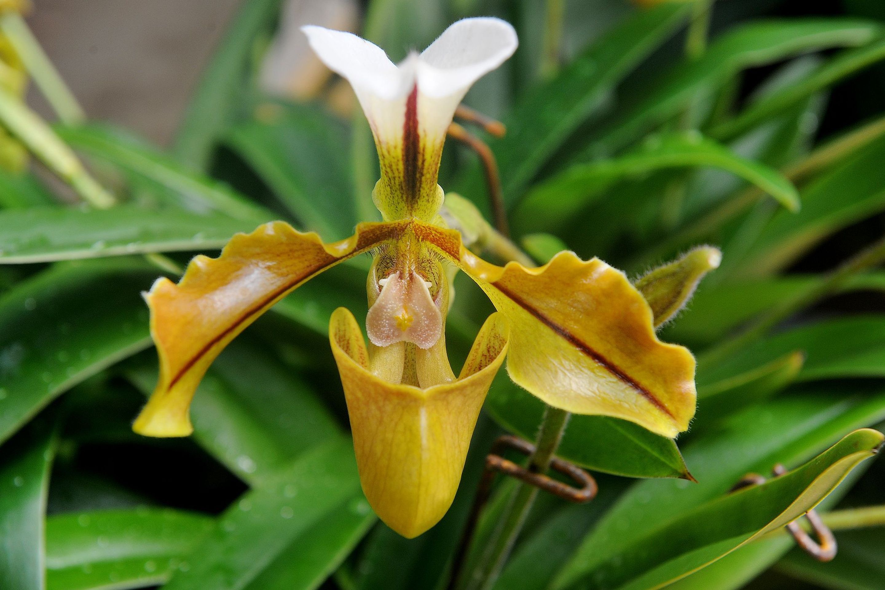 Výstava orchidejí - 17 - GALERIE: Orchideje v pražské botanické zahradě (15/29)