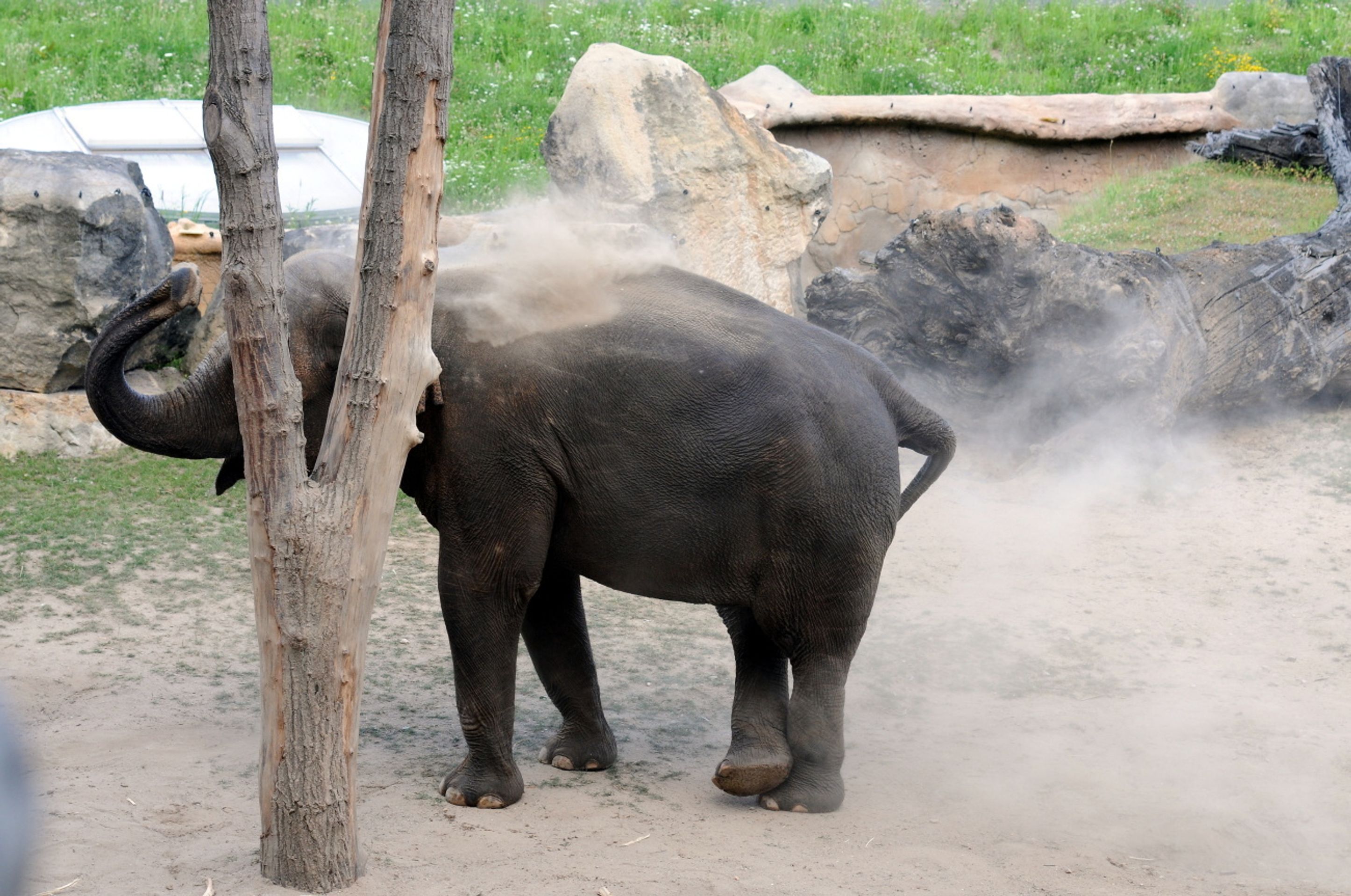 Zoo Praha - 4 - GALERIE: koupání slonů v písku (4/5)