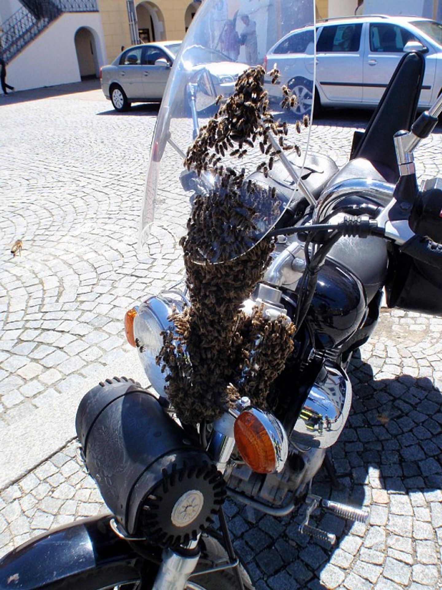 Včely obsadily v Kroměříži motocykl - GALERIE: Včely obsadily v Kroměříži motocykl (4/4)