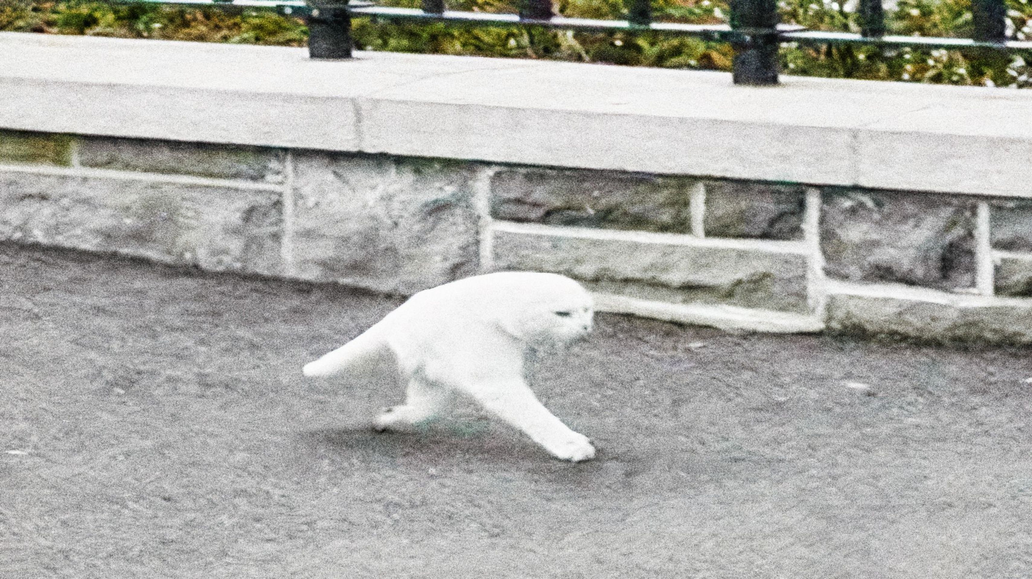 Na Street View lze najít ledacos - Zajímavosti na Street view (13/47)