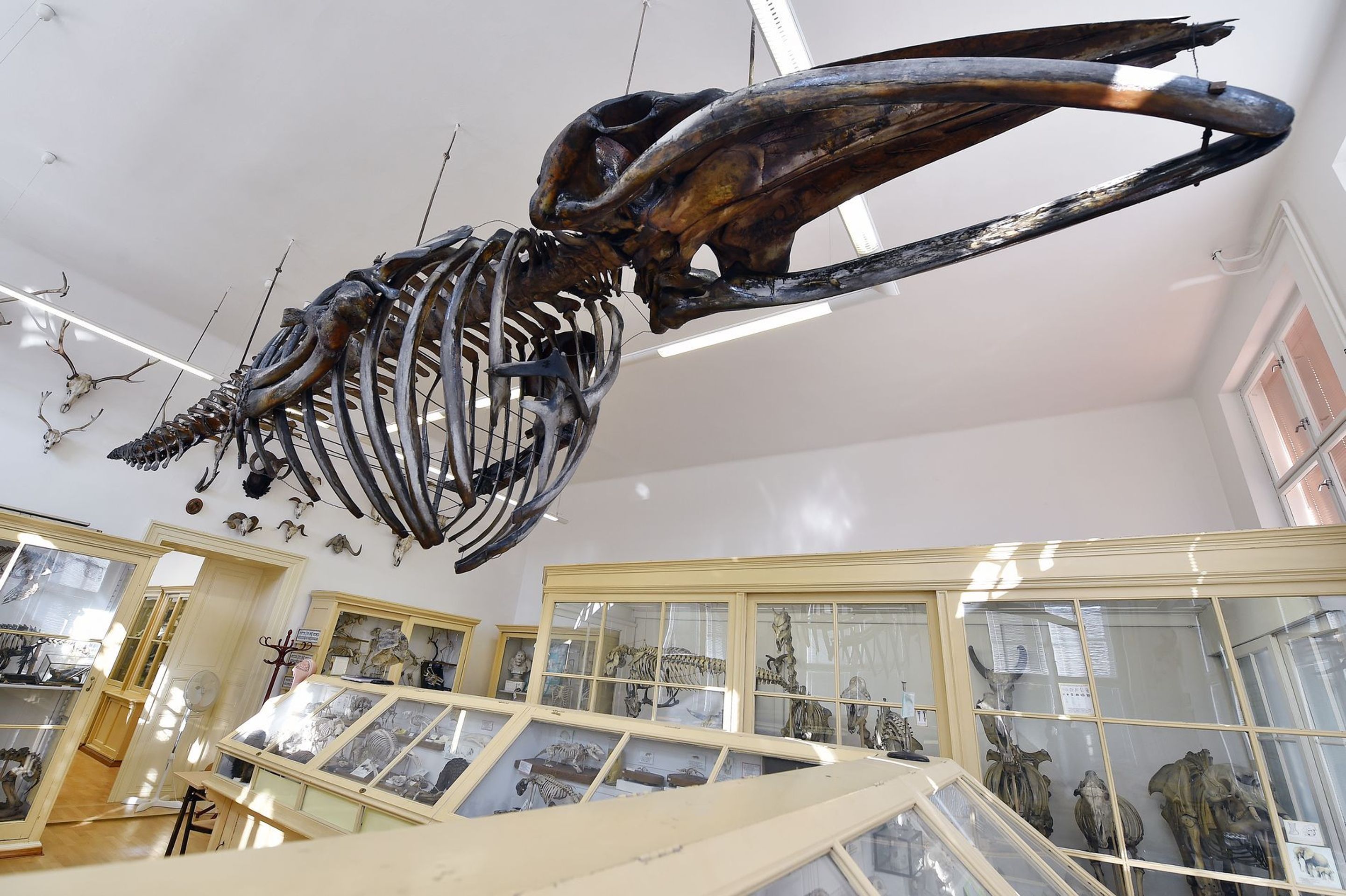 Muzeum normální a srovnávací anatomie - 8 - GALERIE: Muzeum normální a srovnávací anatomie (11/21)