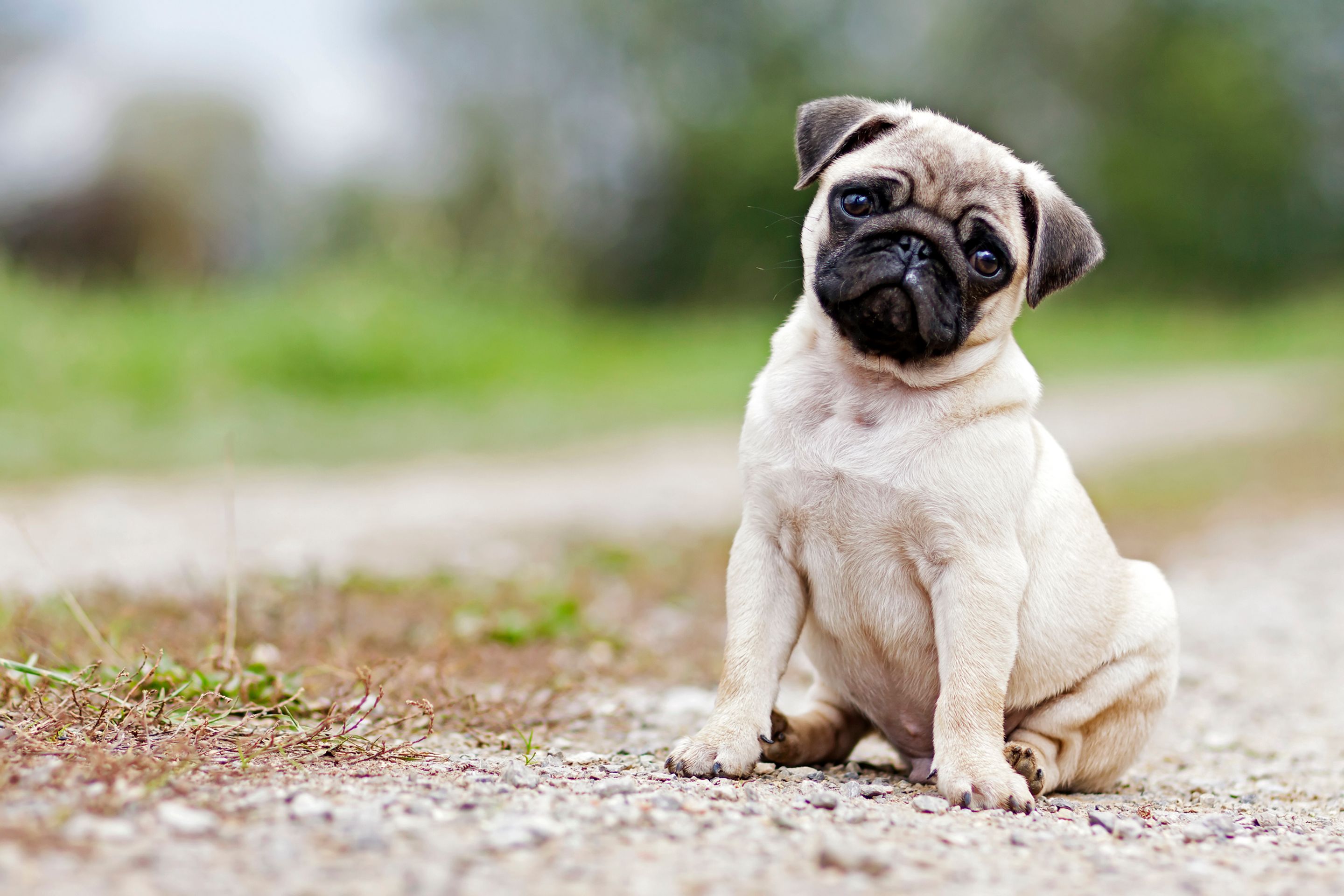 Mops - Psi (5/6)