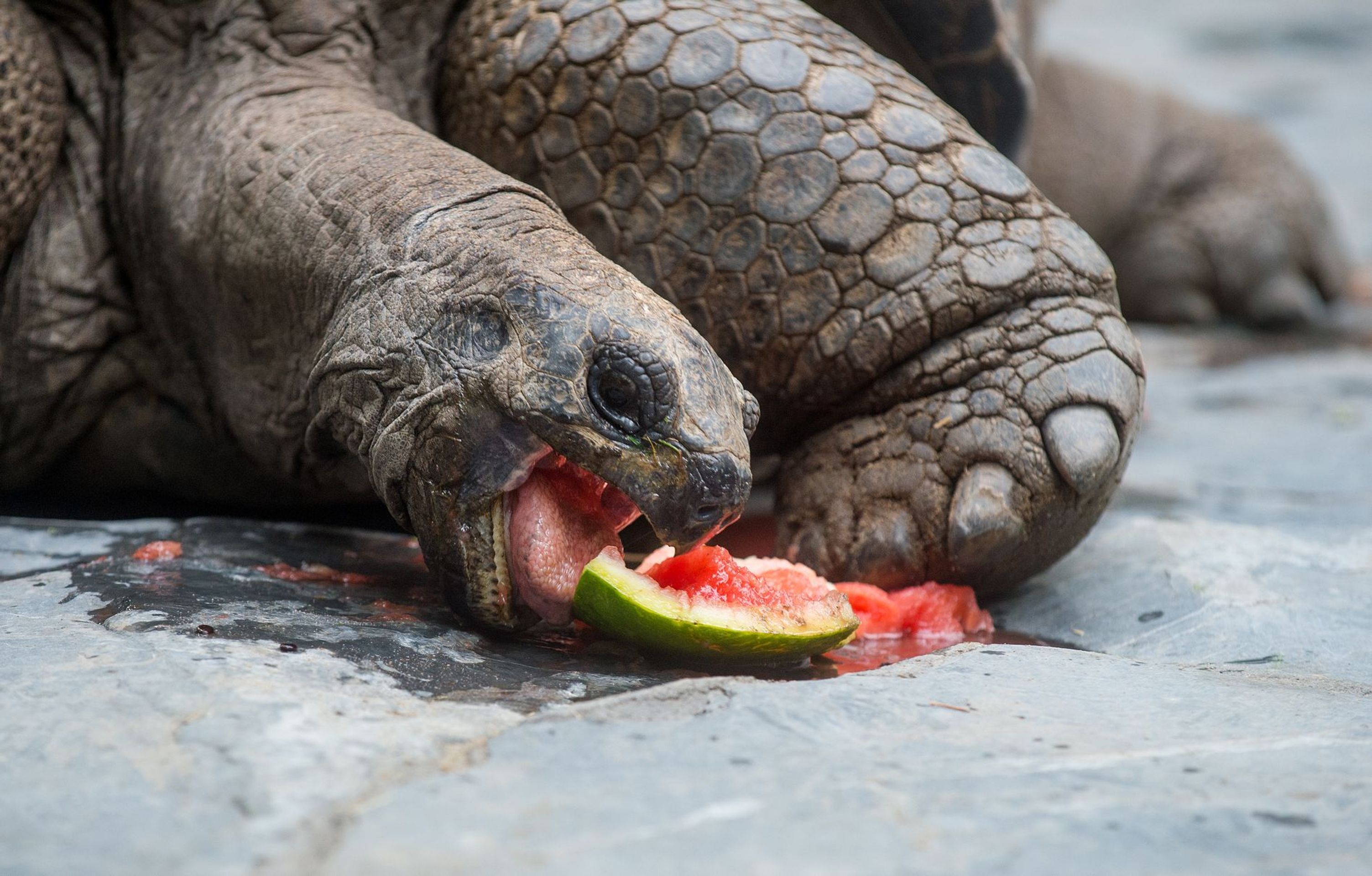 Krmení velkých želv v ZOO Praha - 20 - GALERIE: Krmení velkých želv v ZOO Praha (19/19)