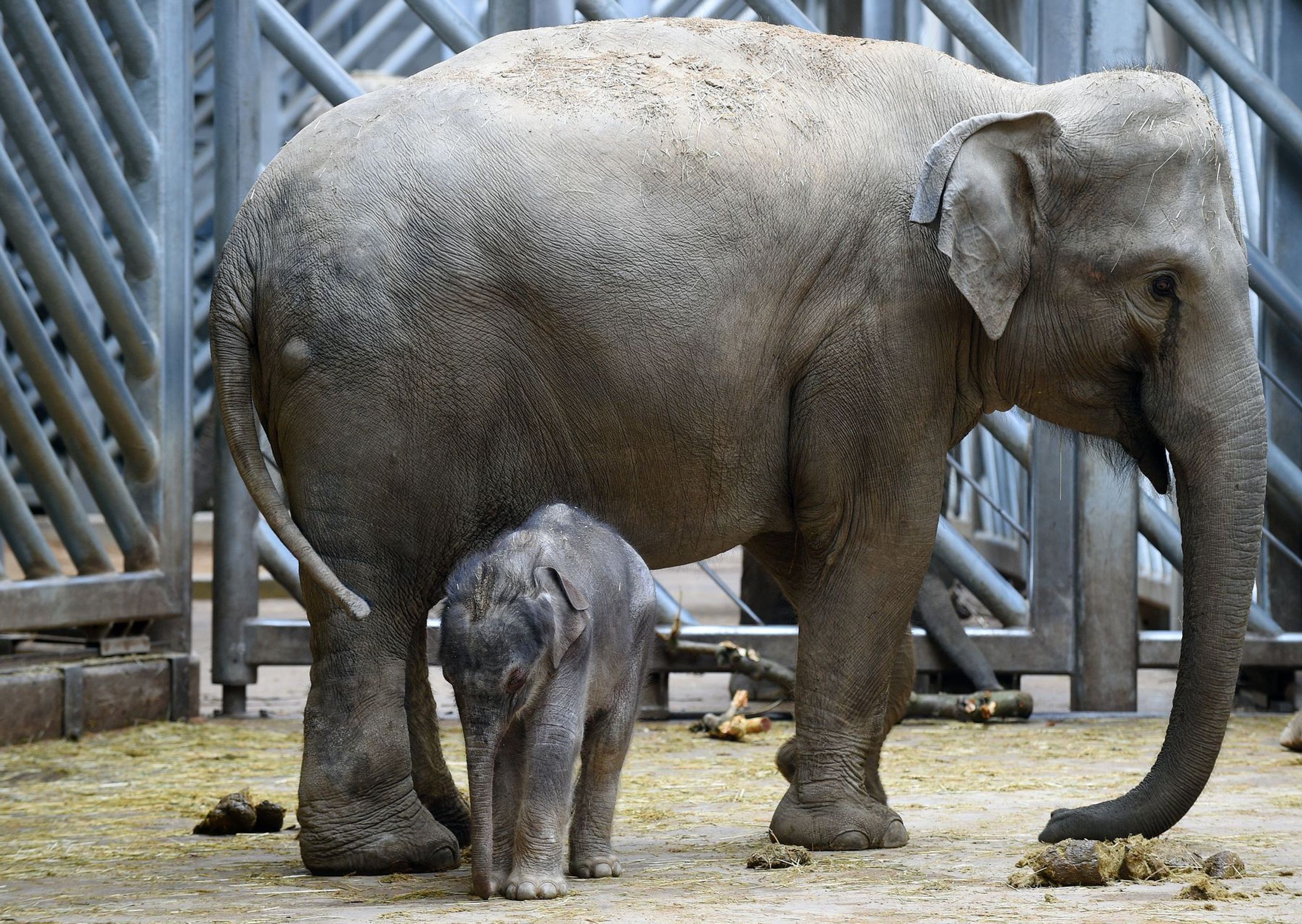 Slůně v pražské zoologické zahradě - 9 - GALERIE: Slůně v pražské zoologické zahradě (9/9)