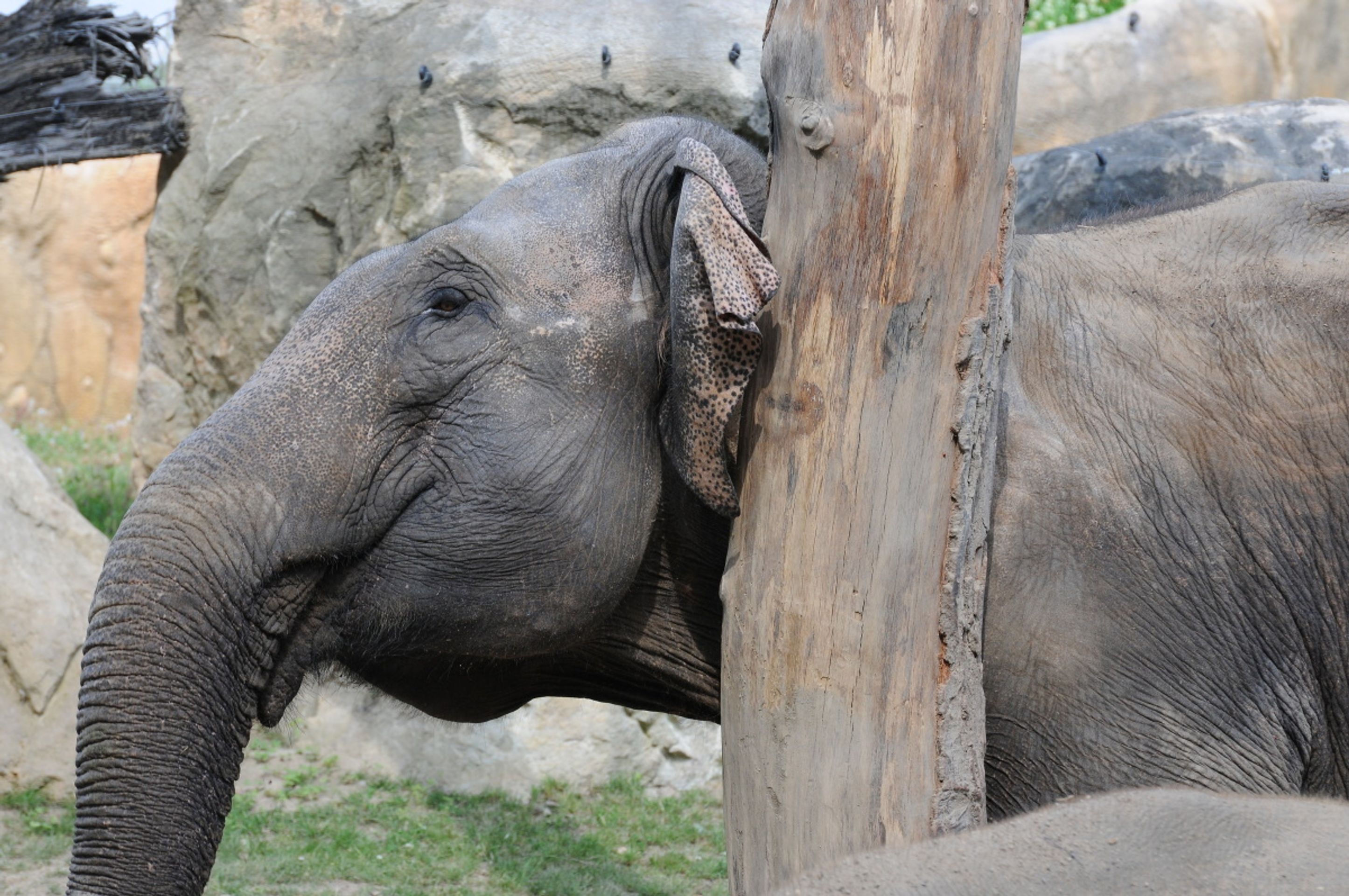 Jak se sloni v pražské zoo drbou - 4 - GALERIE: Jak se sloni v pražské zoo drbou (4/6)