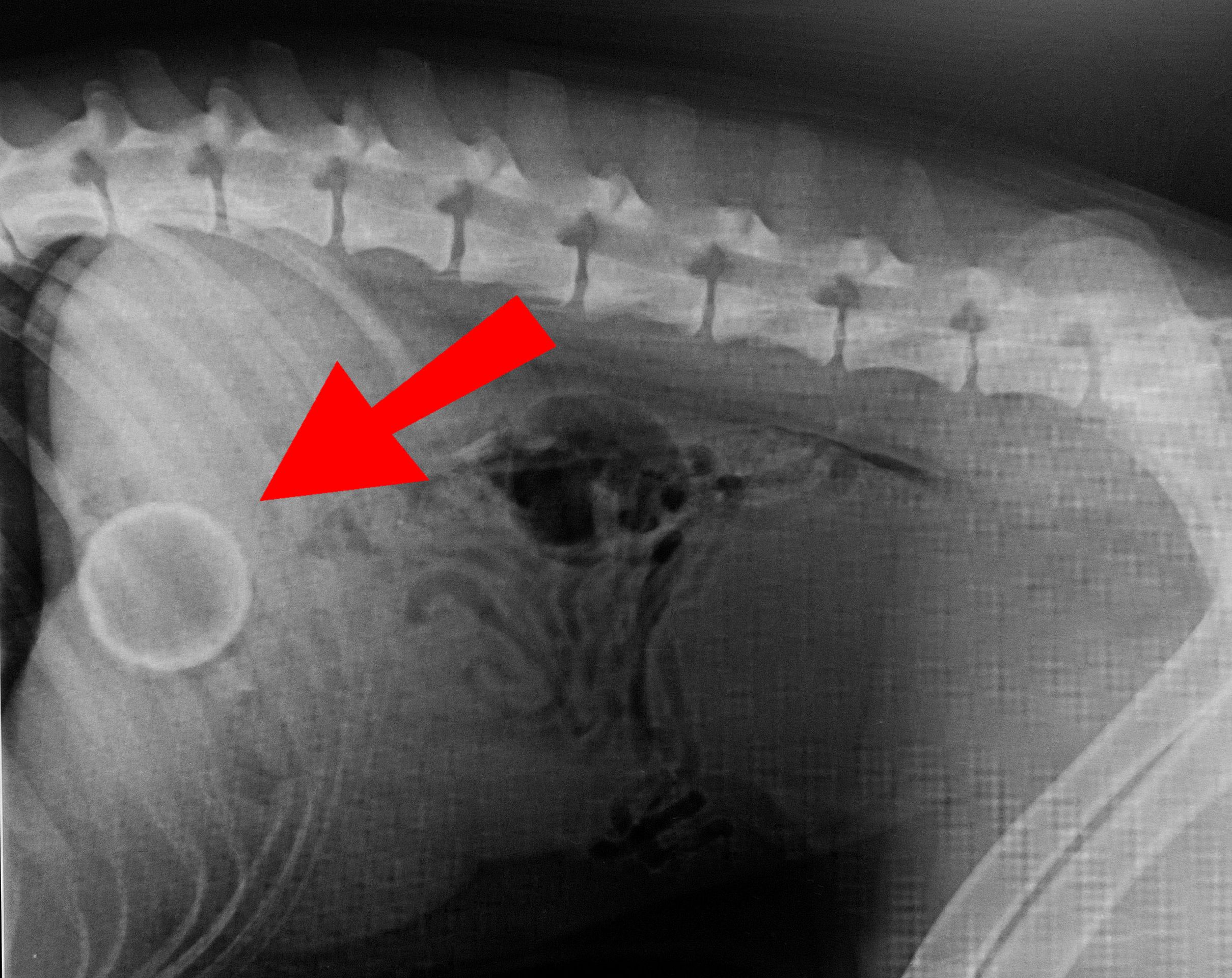 Co všechno psi spolknou: Tenisový míček - GALERIE: Co všechno dokáží psi spolknout (5/5)