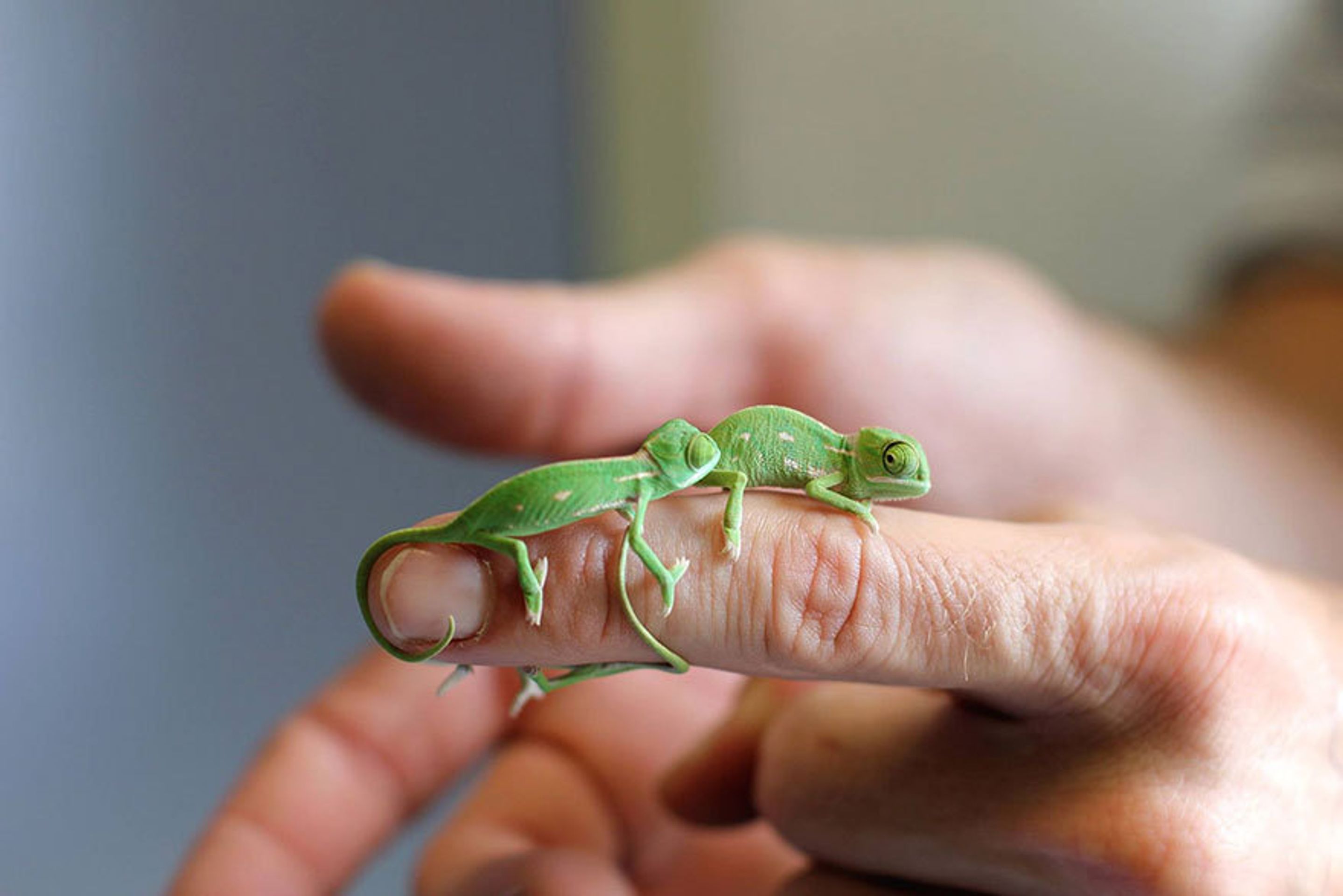 Malí chameleoni z australské zoo - 8 - GALERIE: Mláďata chameleona jemenského (9/12)