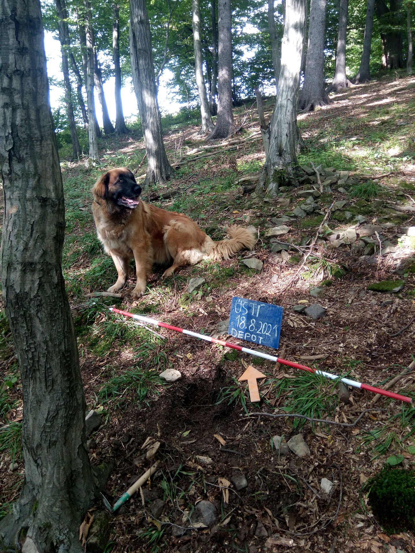 Fenka Máša vyhrabala v Ústí vzácný poklad (1) - Fenka Máša vyhrabala v Ústí vzácný poklad (7/12)