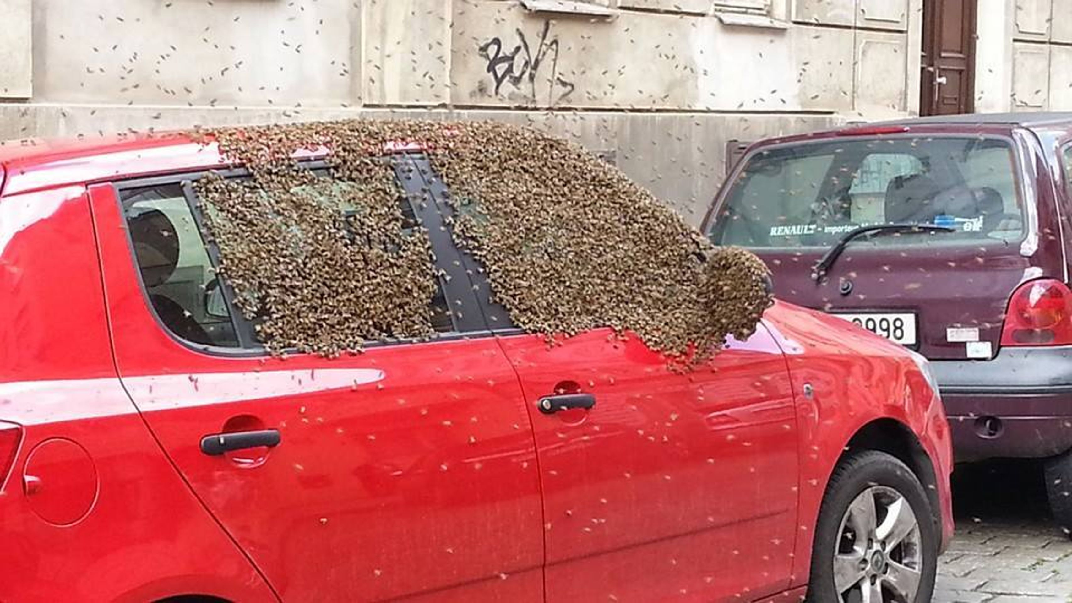 Včely obsadily osobní auto v centru Prahy - GALERIE: Včely obsadily osobní auto v centru Prahy (2/4)