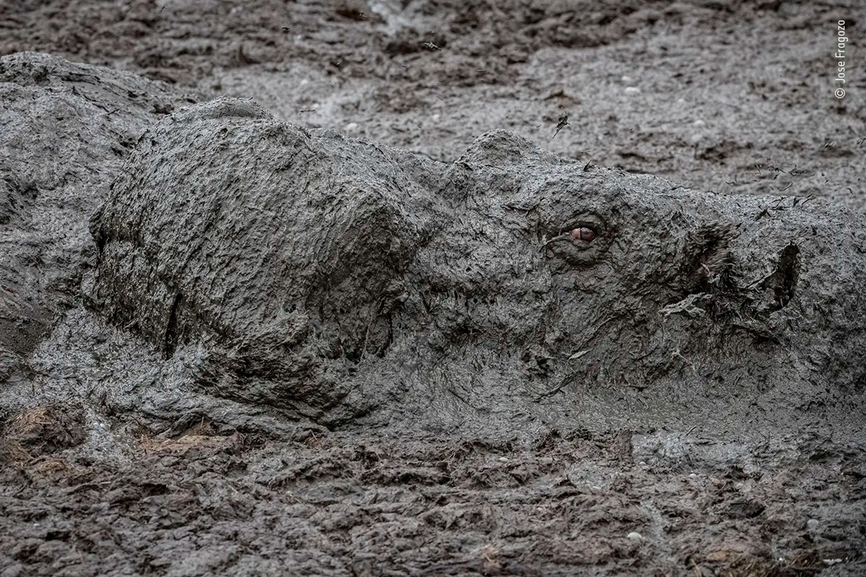 Wildlife Photographer of the Year - Jose Fragozo - GALERIE: Wildlife Photographer of the Year (6/10)