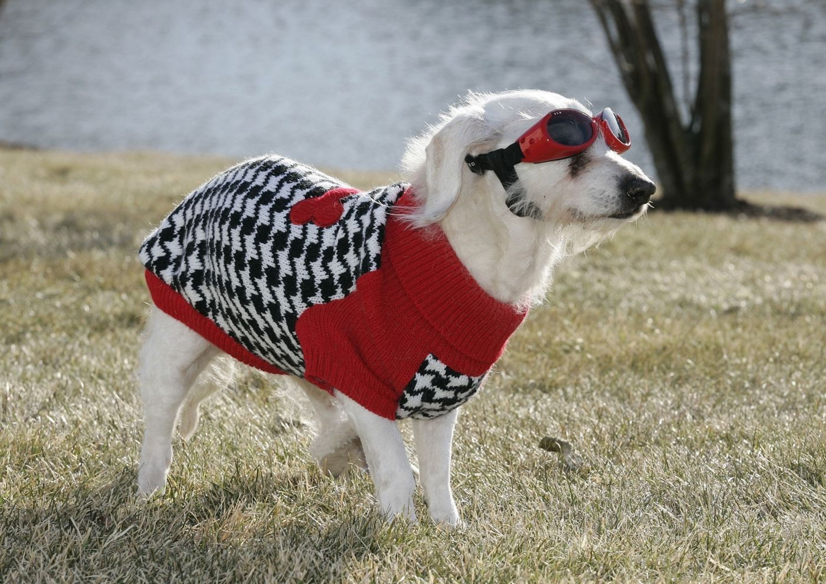 Nejstarší pes - FOTOGALERIE: Nejstarší pes Chanel (1/1)