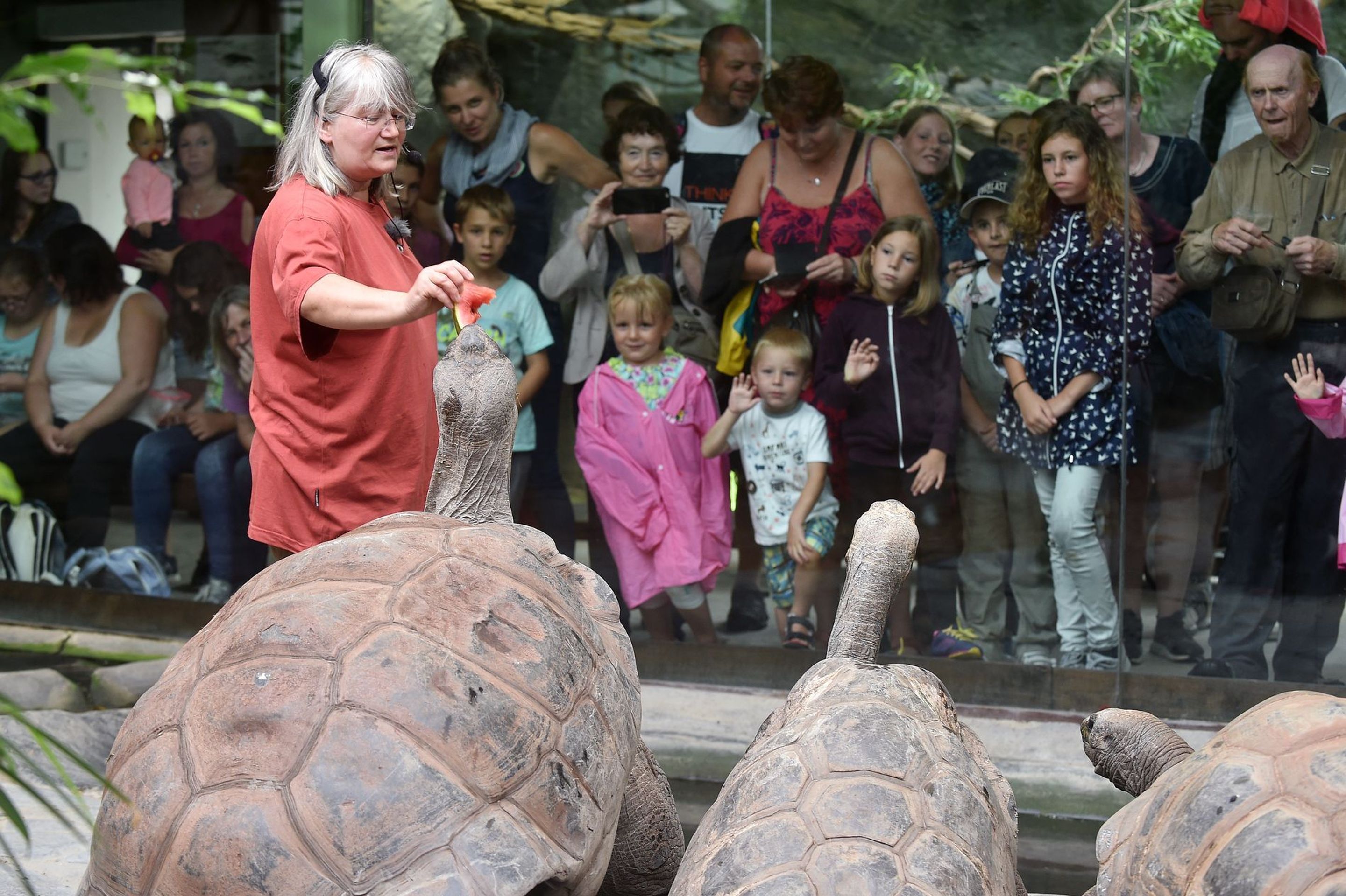 Krmení velkých želv v ZOO Praha - 5 - GALERIE: Krmení velkých želv v ZOO Praha (5/19)