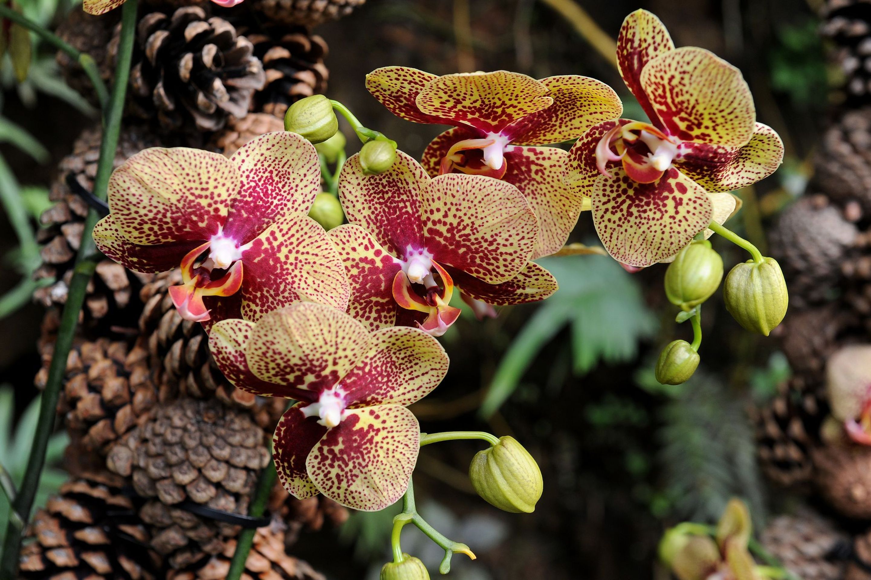 Výstava orchidejí - 11 - GALERIE: Orchideje v pražské botanické zahradě (11/29)