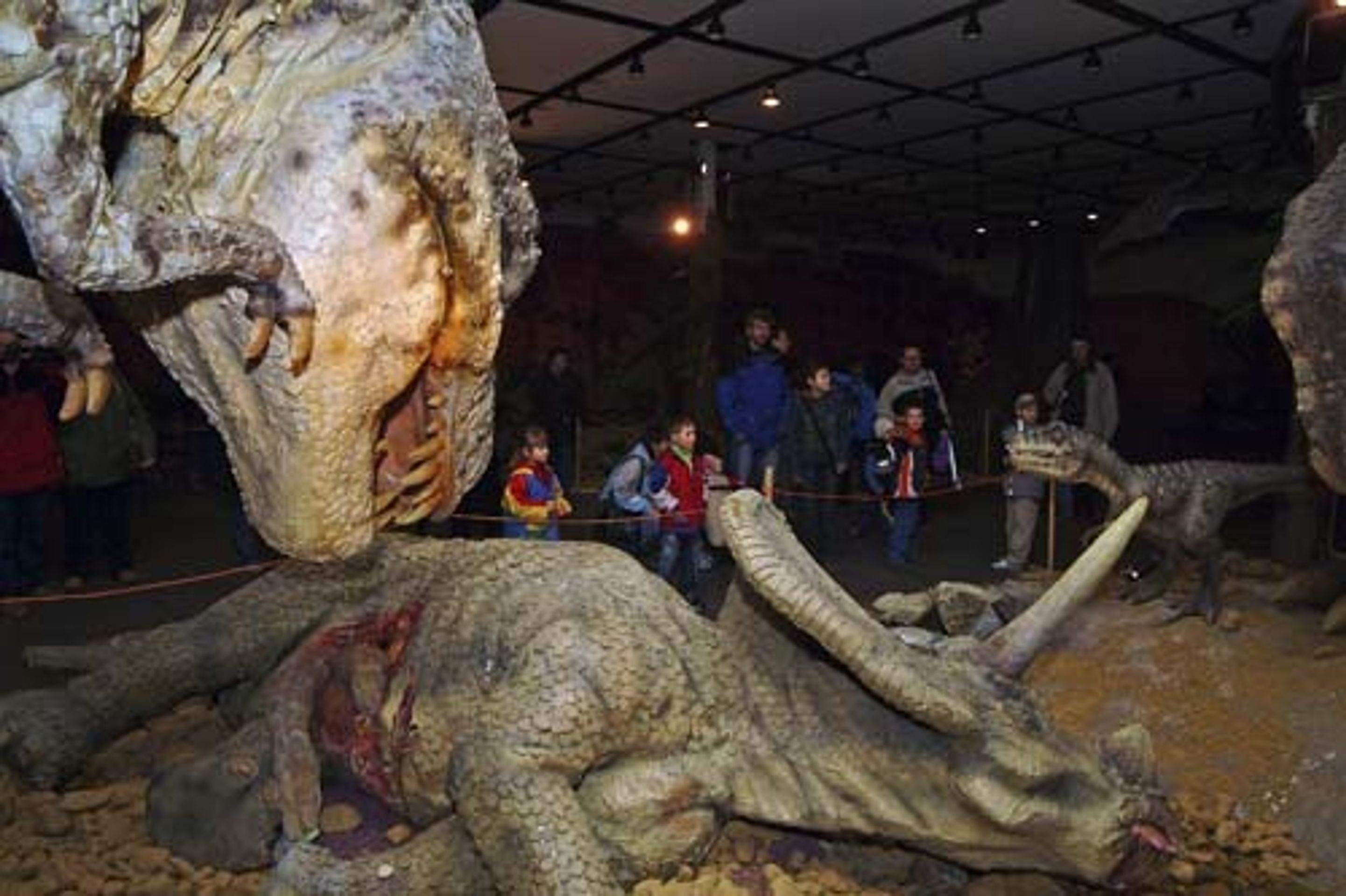 galerie dino - galerie dino (4/5)