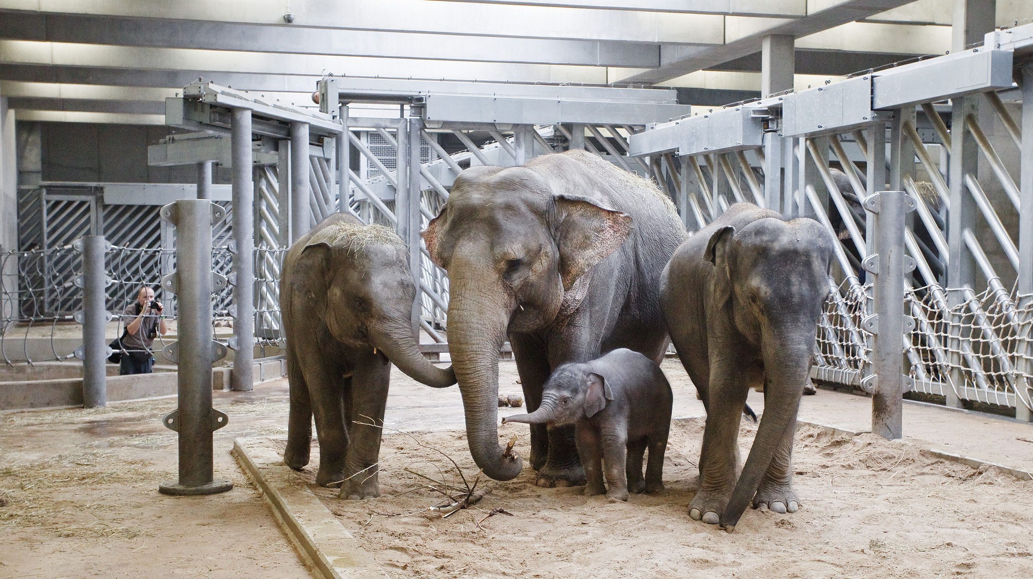 sluně - 2 - GALERIE: Slůně v Zoo Praha (4/5)