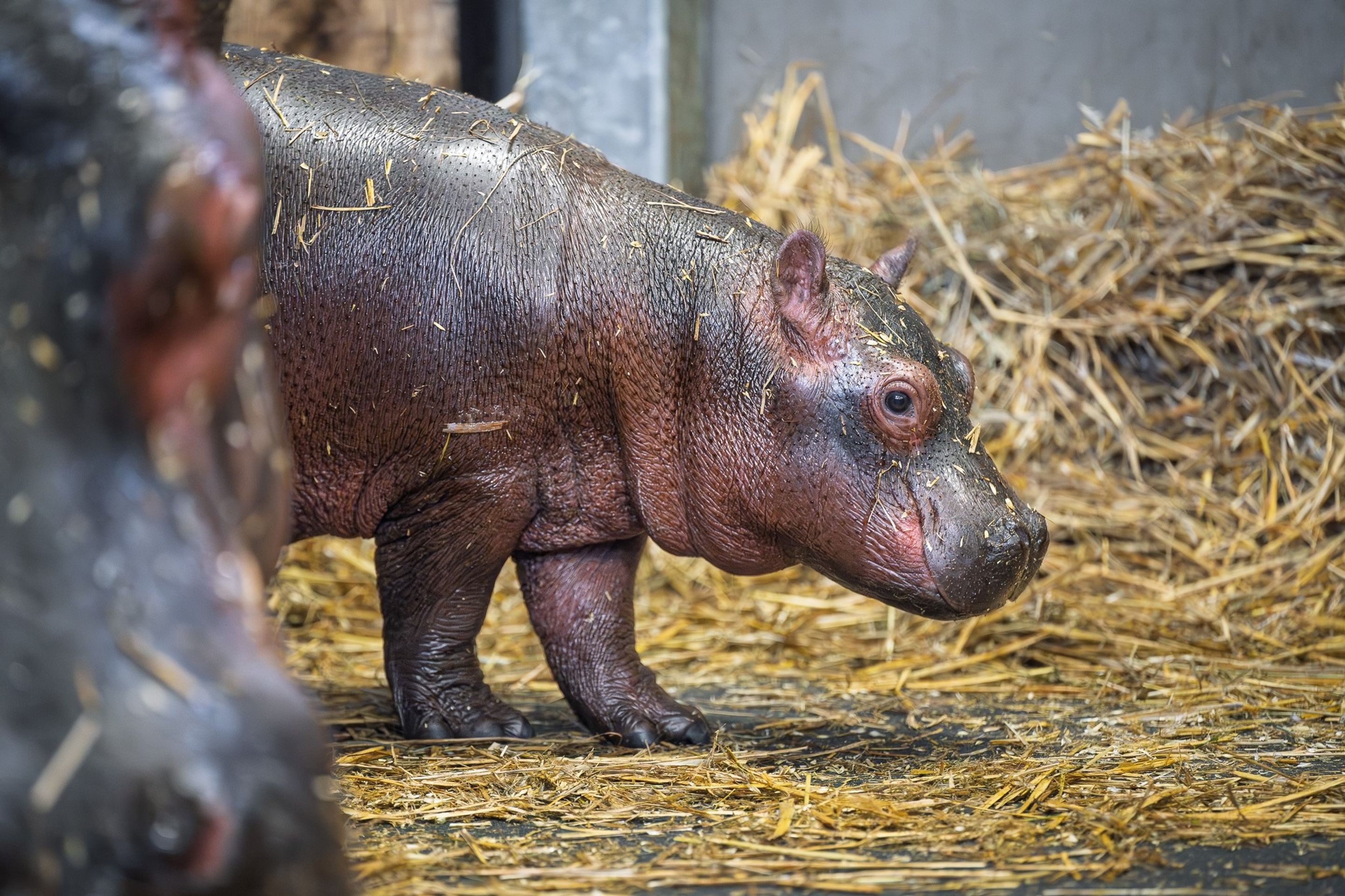 zoo-dvur-hroch2 - V zoo Dvůr Králové se narodilo mládě hrocha (2/3)