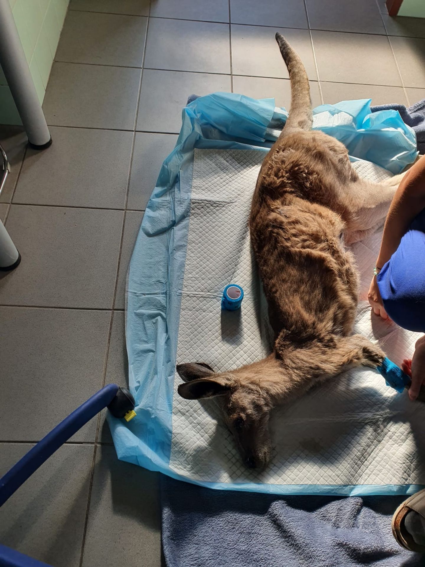 Klokánek Skippy zemřel poté, co mu návštěvníci dali jídlo (1) - Zvířata zemřela poté, co jim návštěvníci dali jídlo (11/11)