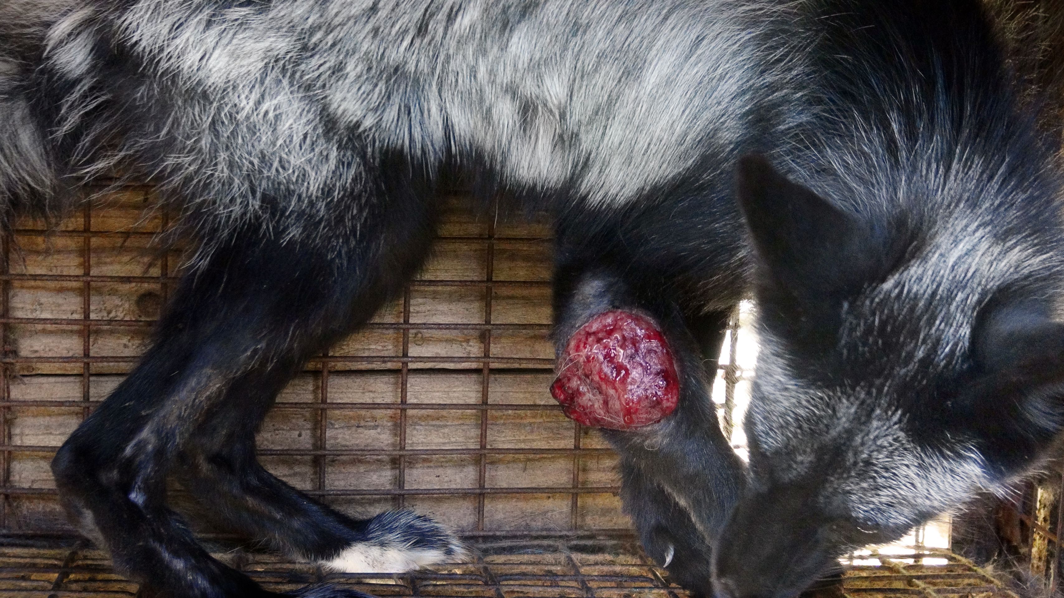 Zubožená zvířata na kožešinových farmách - 7 - Galerie: Zubožená zvířata na kožešinových farmách (10/16)