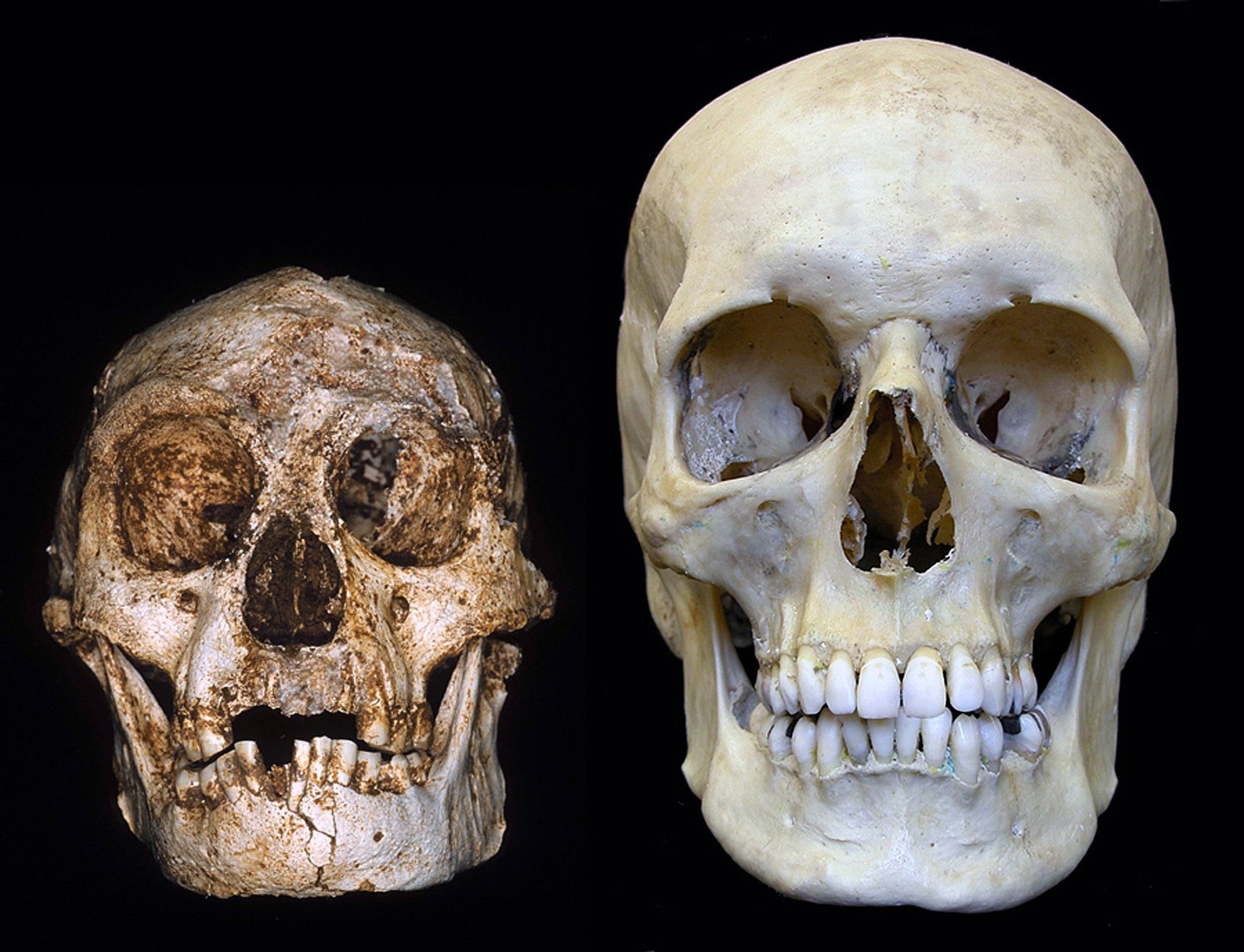 Srovnání velikosti lebky Homo floresiensis s lebkou Homo sapiens - Hobit - Homo floresiensis (3/4)