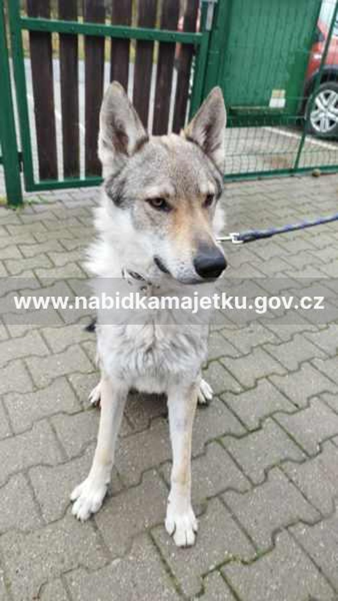 Československý vlčák Odin (2) - Prodej majetku (9/31)