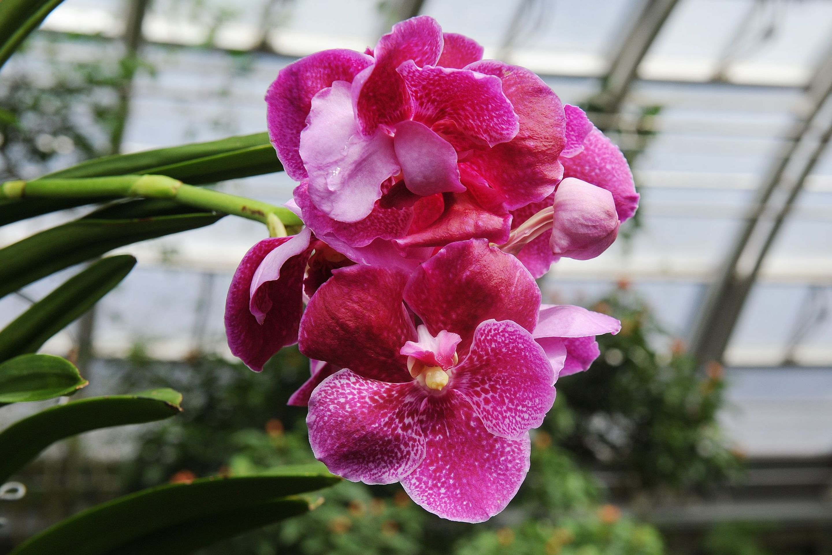 Výstava orchidejí - 18 - GALERIE: Orchideje v pražské botanické zahradě (16/29)