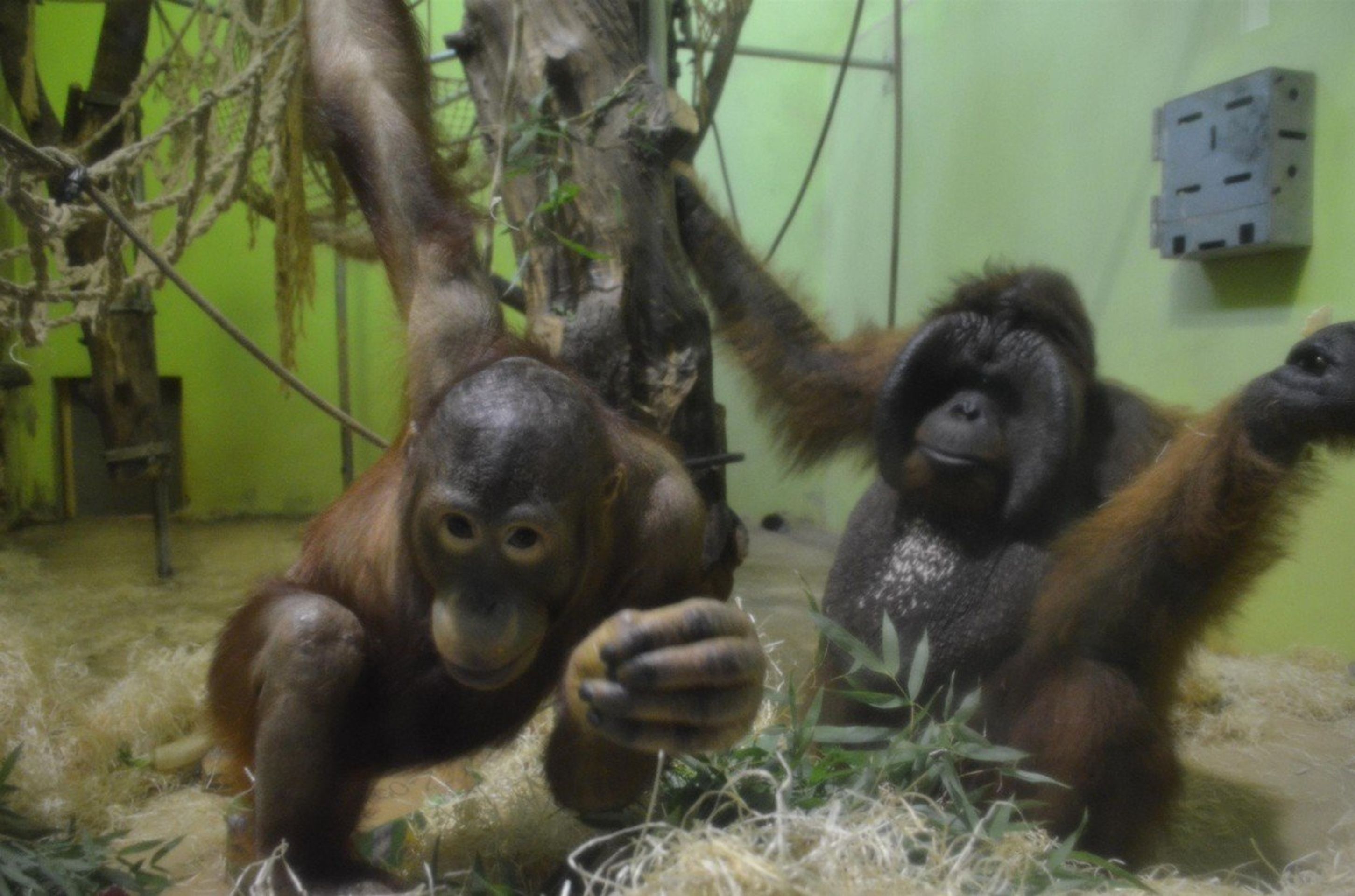 Orangutan Ňuňák - GALERIE: Orangutan Ňuňák (3/4)