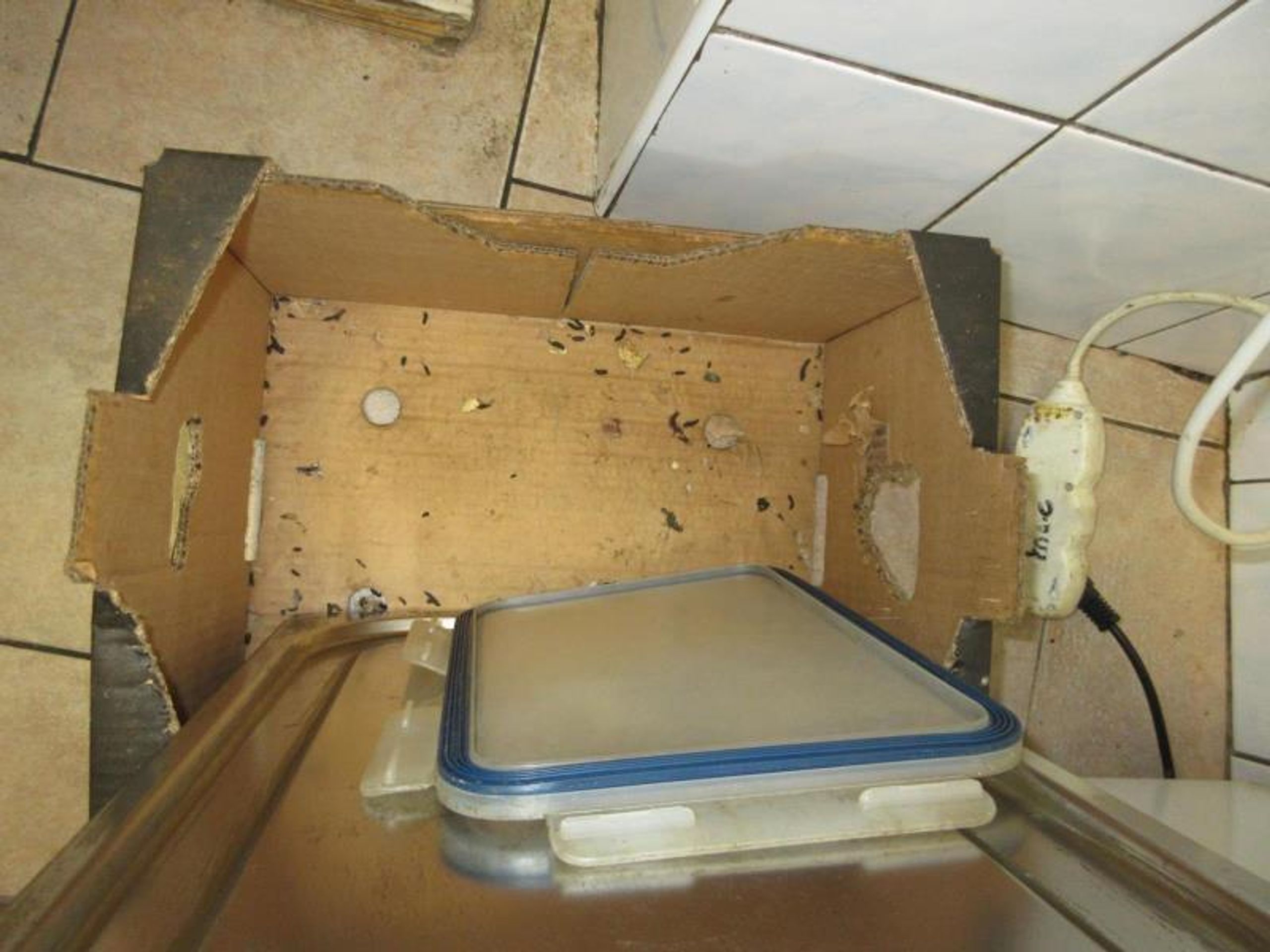 Inspekce našla v restauraci na Chebsku trus a mrtvé hlodavce - Inspekce našla v restauraci na Chebsku trus a mrtvé hlodavce (13/14)