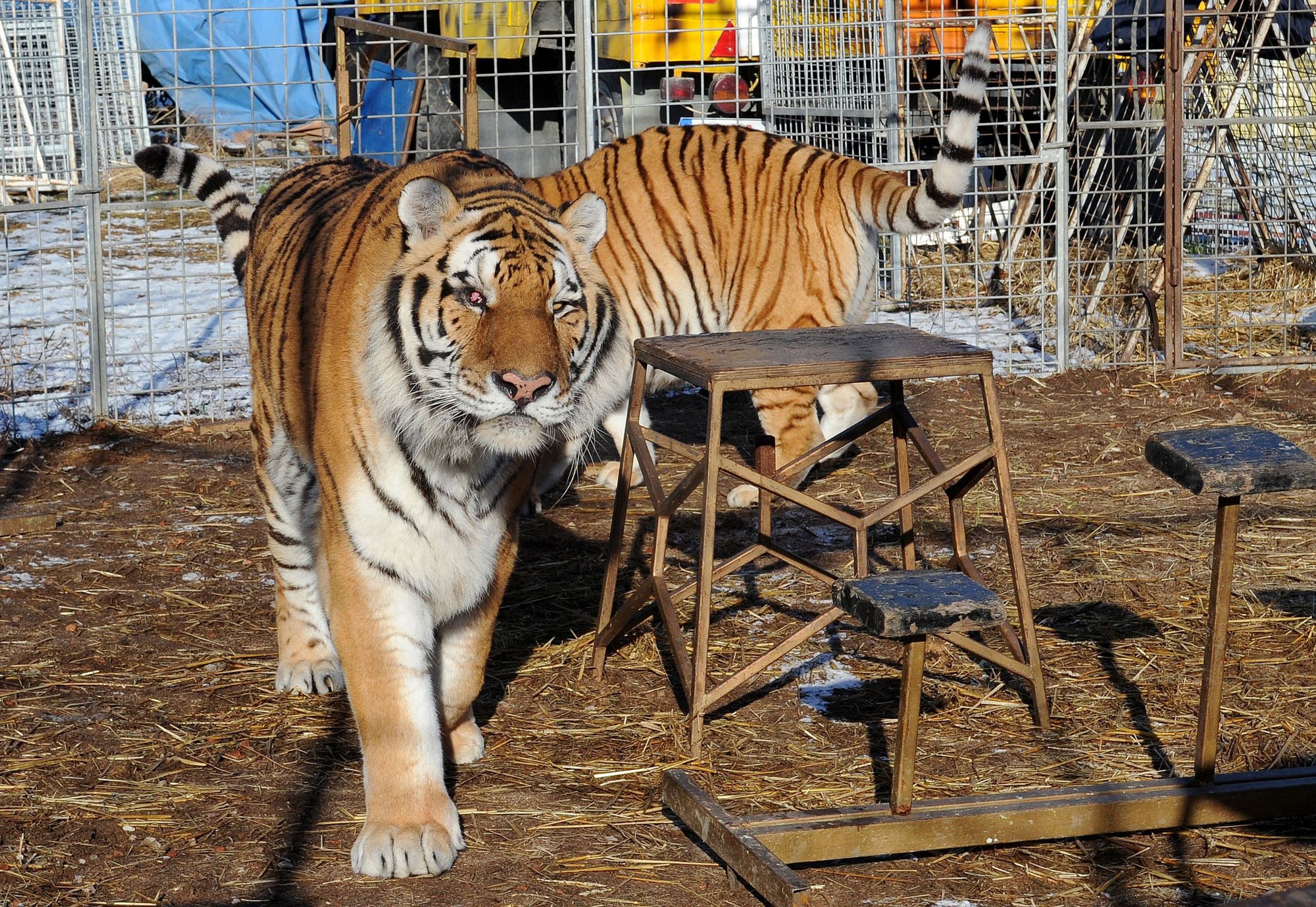 Cirkus Jo - Joo v zimě - 3 - GALERIE: Na zimovišti cirkusus Jo - Joo (2/23)
