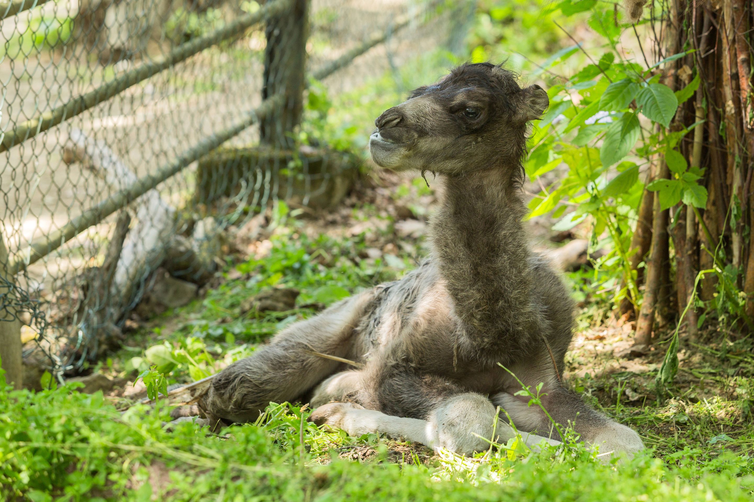 V brněnské zoo se narodil velbloudí kluk a bizoní holka - 8 - GALERIE: V brněnské zoo se narodil velbloudí kluk a bizoní holka (8/10)