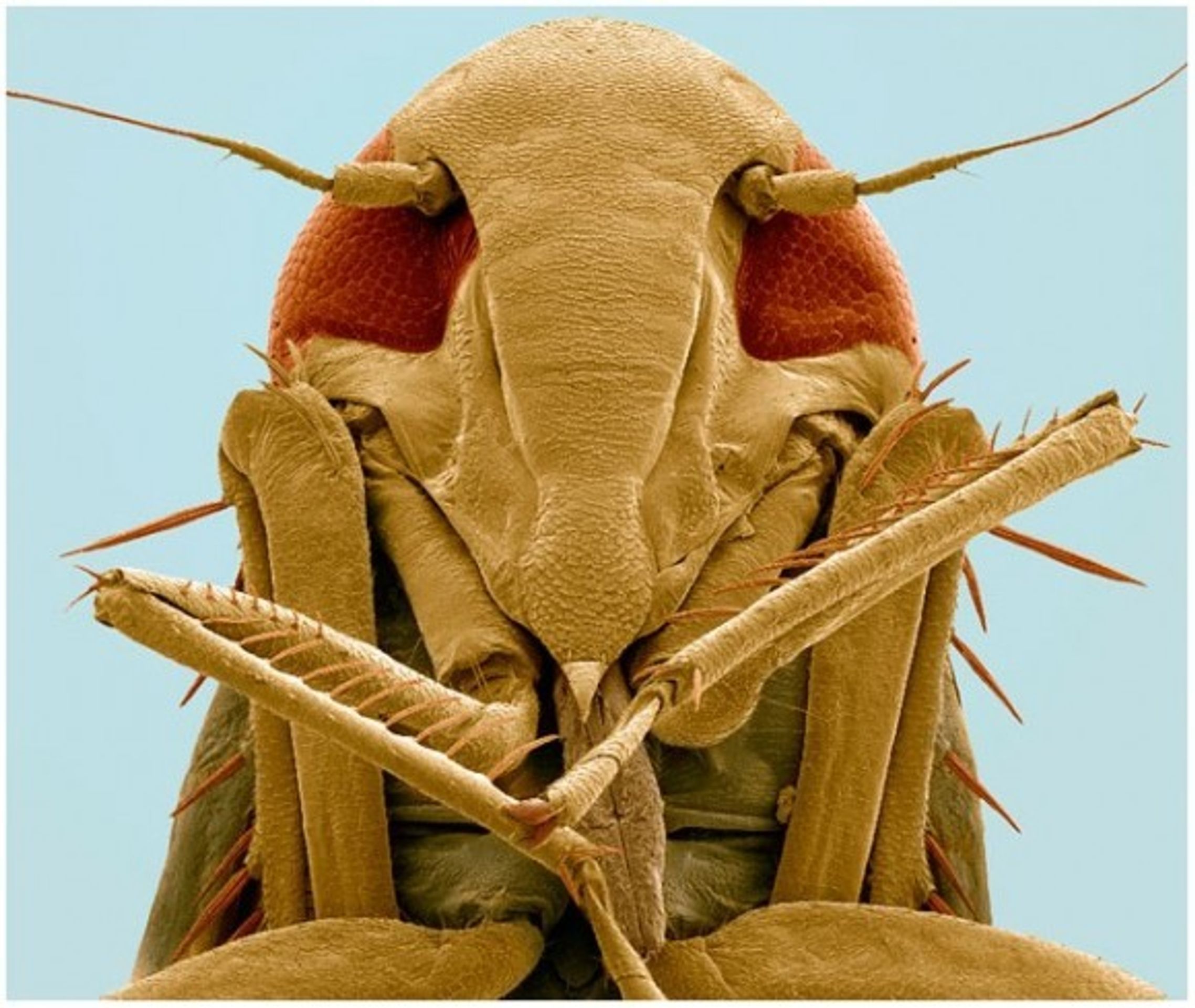 Hmyz pod elektronovým mikroskopem - 19 - GALERIE: Hmyz pod elektronovým mikroskopem (3/20)