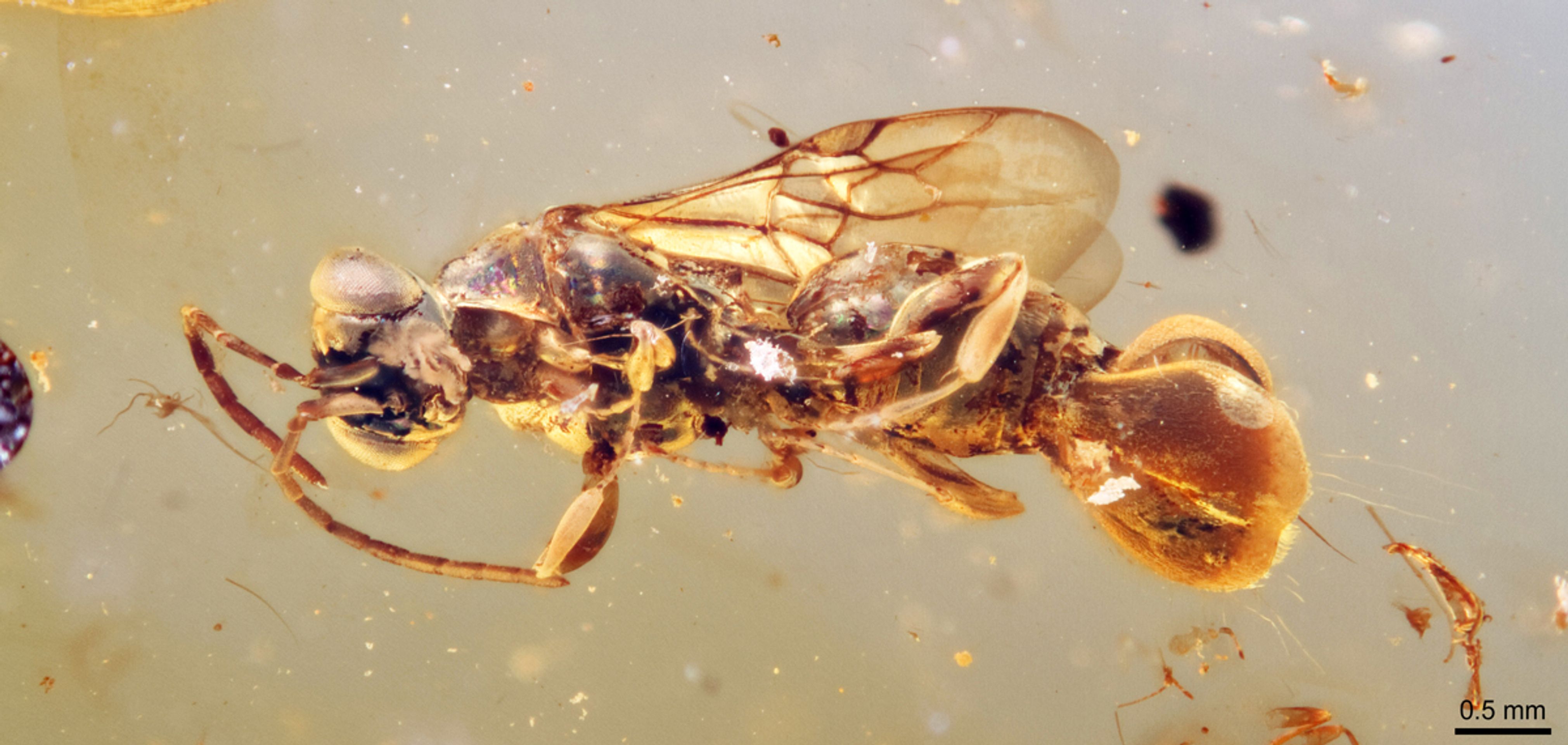Sirenobethylus charybdis - Sirenobethylus charybdis (1/3)