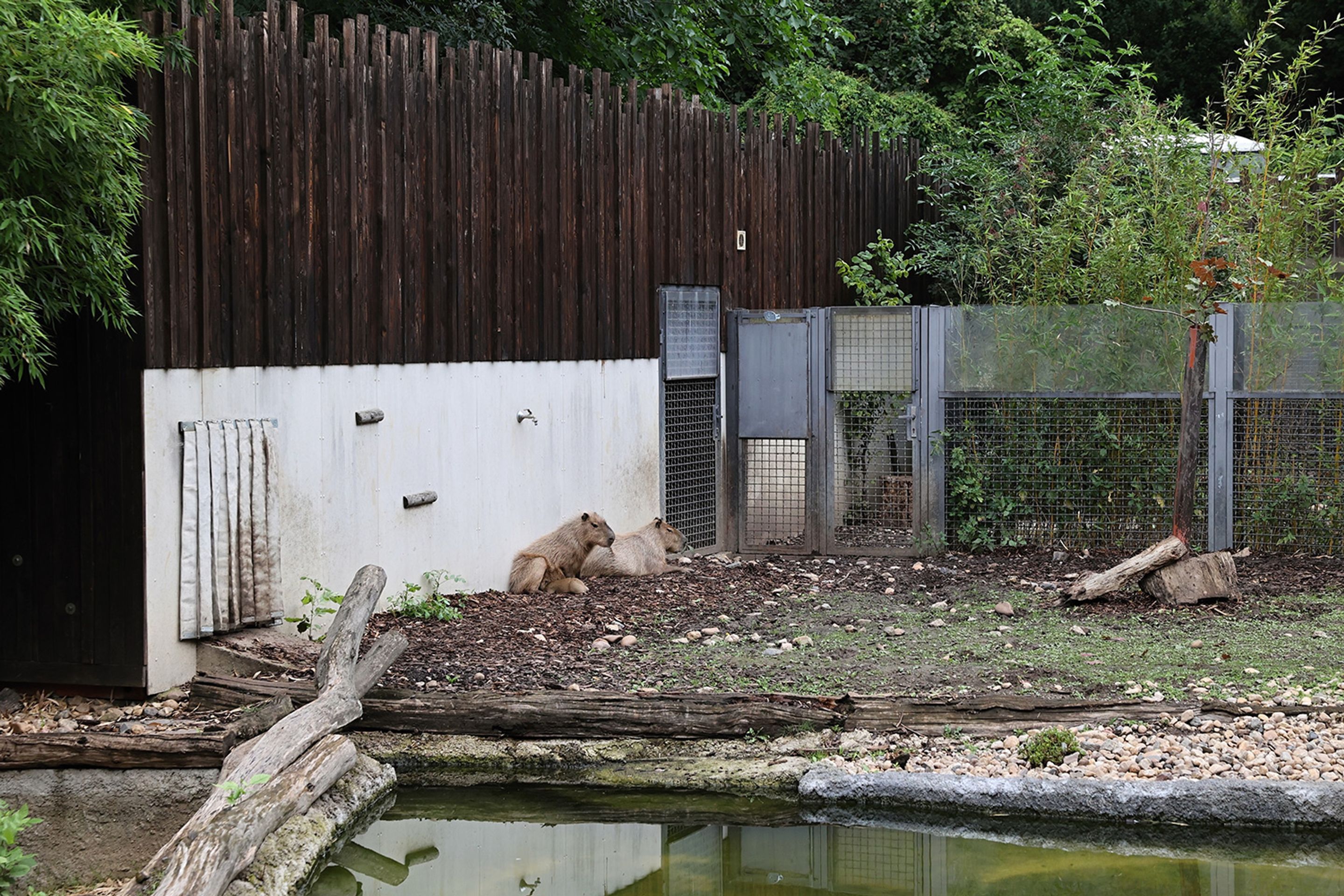 V pražské zoo se narodily malé kapybary (1) - V pražské zoo se narodily malé kapybary (6/6)