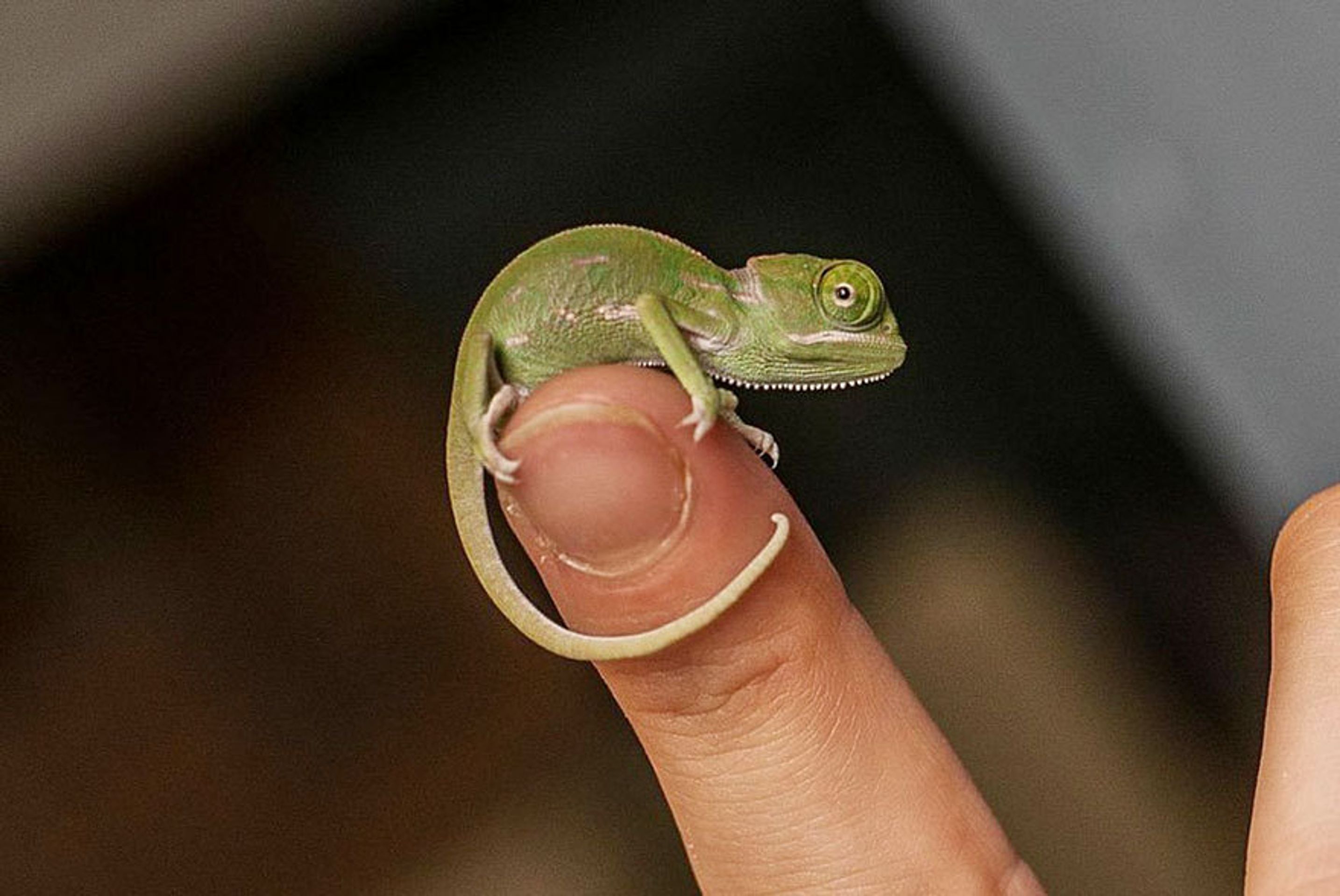 Malí chameleoni z australské zoo - 4 - GALERIE: Mláďata chameleona jemenského (4/12)