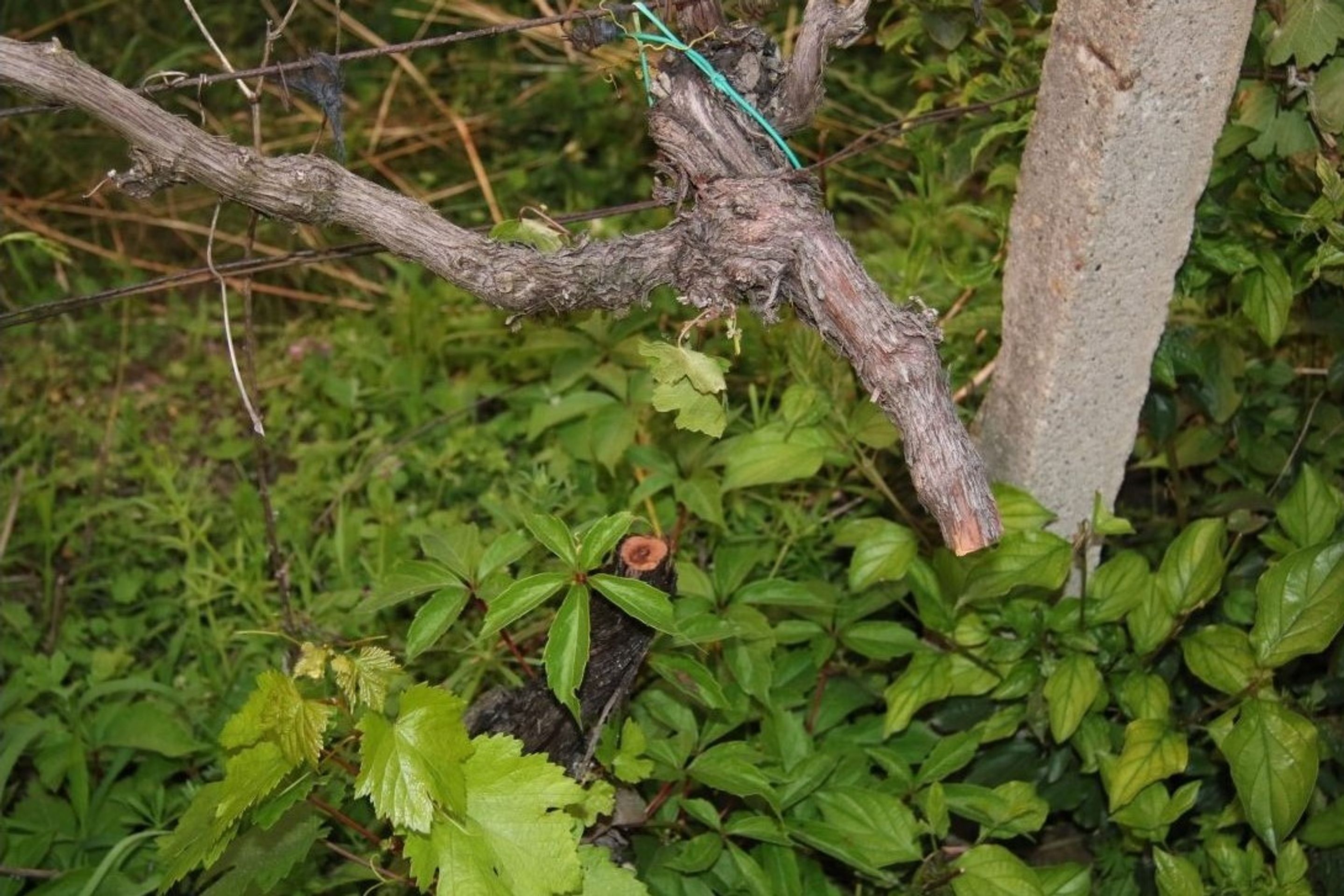 Vandal řádil ve vinohradu na Zlínsku - GALERIE: Vinohrad na Zlínsku navštívil vandal (2/3)