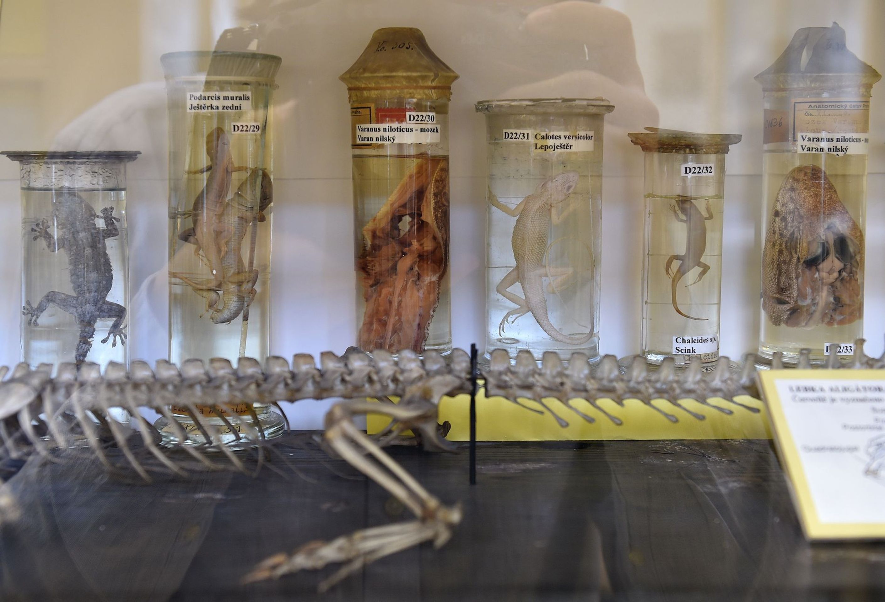 Muzeum normální a srovnávací anatomie - 9 - GALERIE: Muzeum normální a srovnávací anatomie (12/21)
