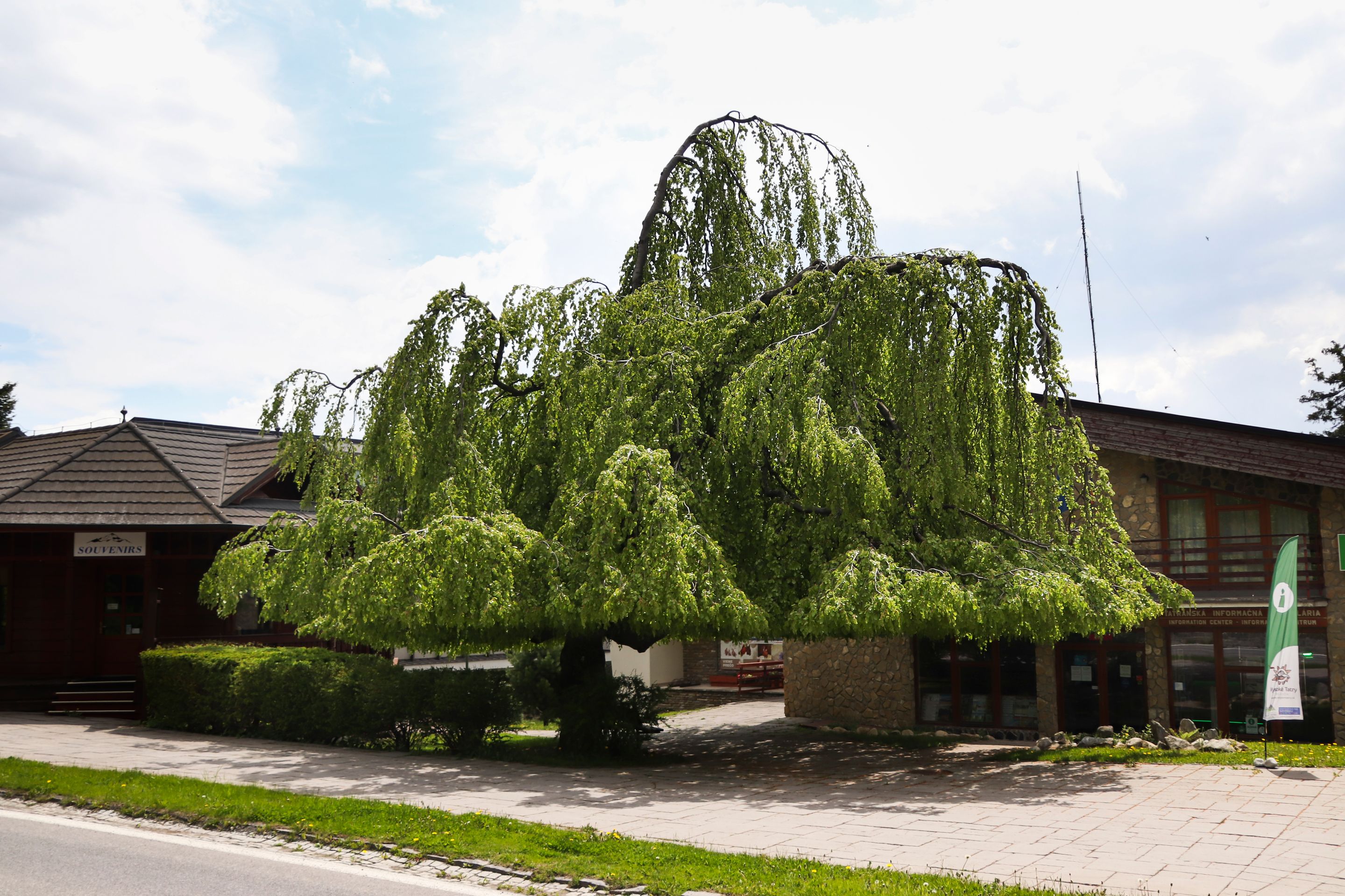 Evropský strom - Slovensko - Evropský strom (16/16)