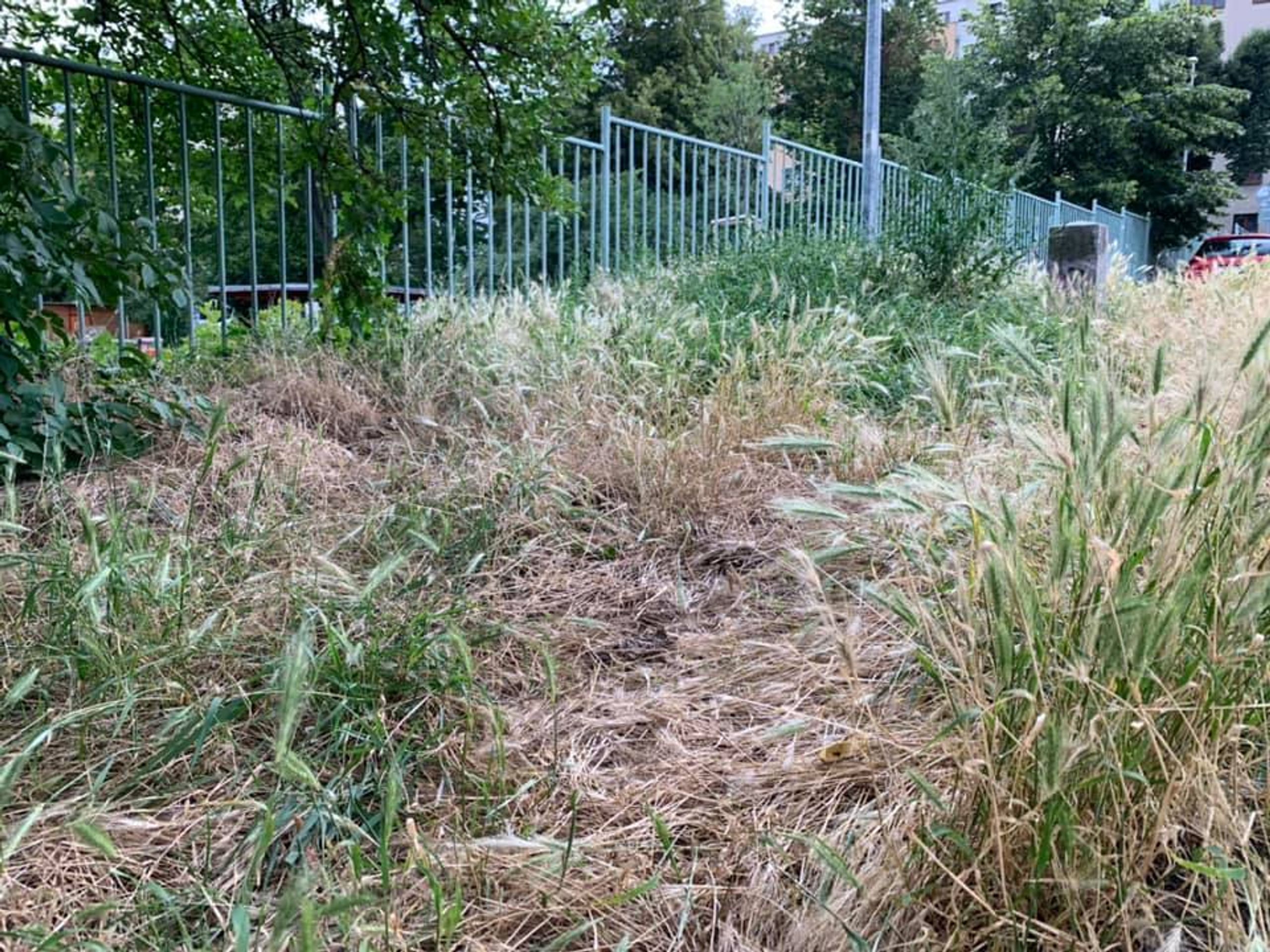 Trávníky v Praze 6 - 5 - GALERIE: Stav travních porostů v Praze 6 (1/5)