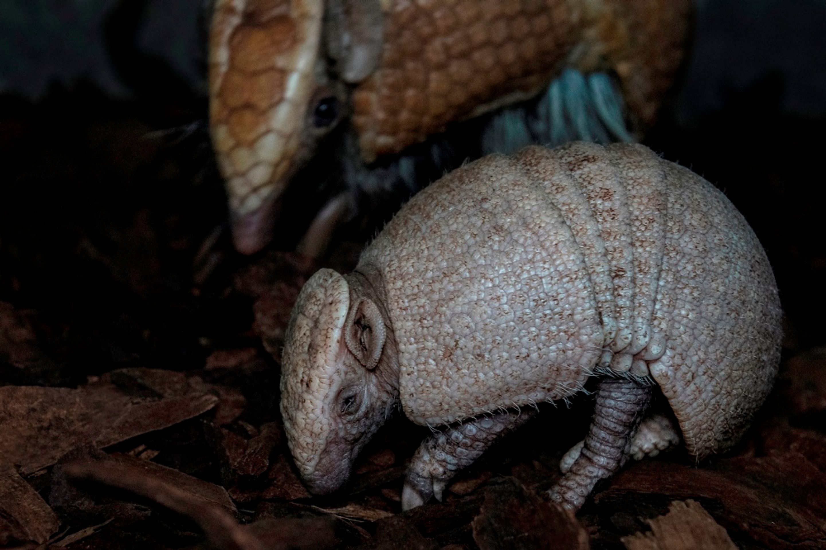 Nová mláďata v pražské zoo - 5 - GALERIE: Nová mláďata v pražské zoo (4/5)