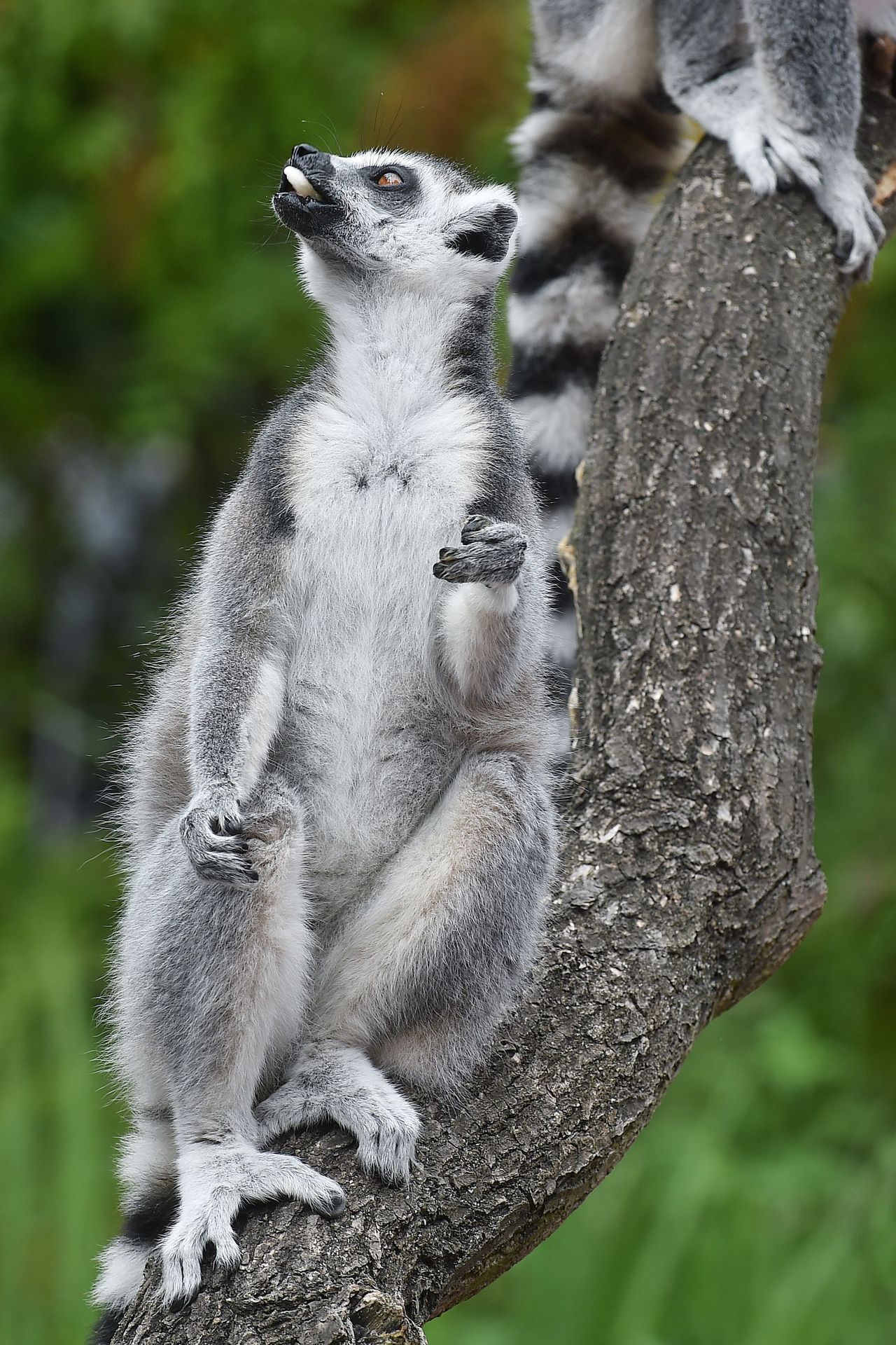 Krmení lemurů v ZOO Praha - 16 - GALERIE: Krmení lemurů v ZOO Praha (16/19)